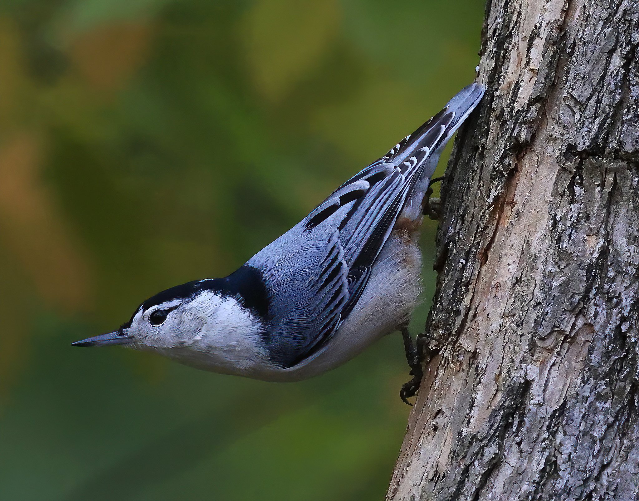 Nuthatch.JPG