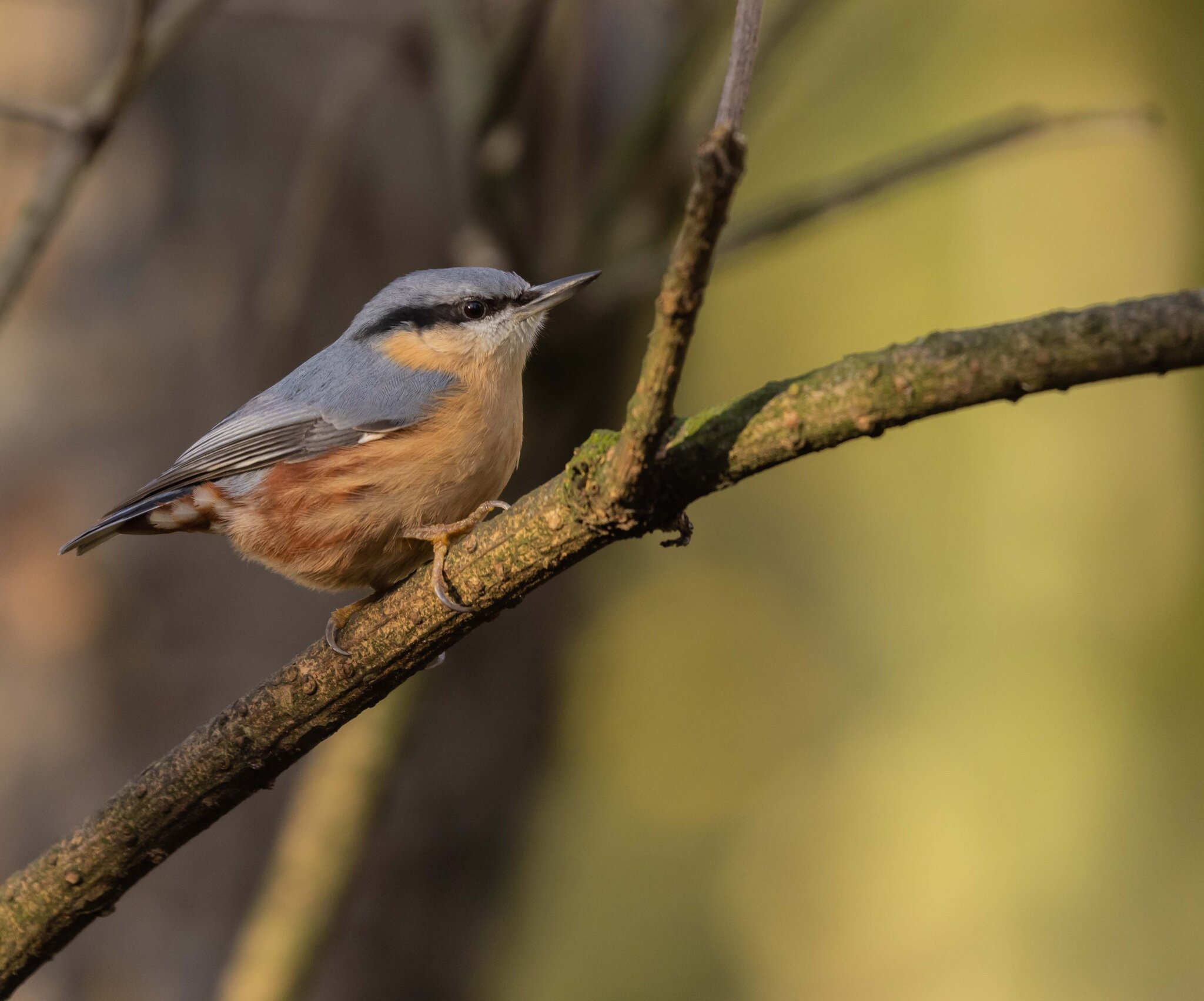 Nuthatch: Rufford Park, Nottinghamshire