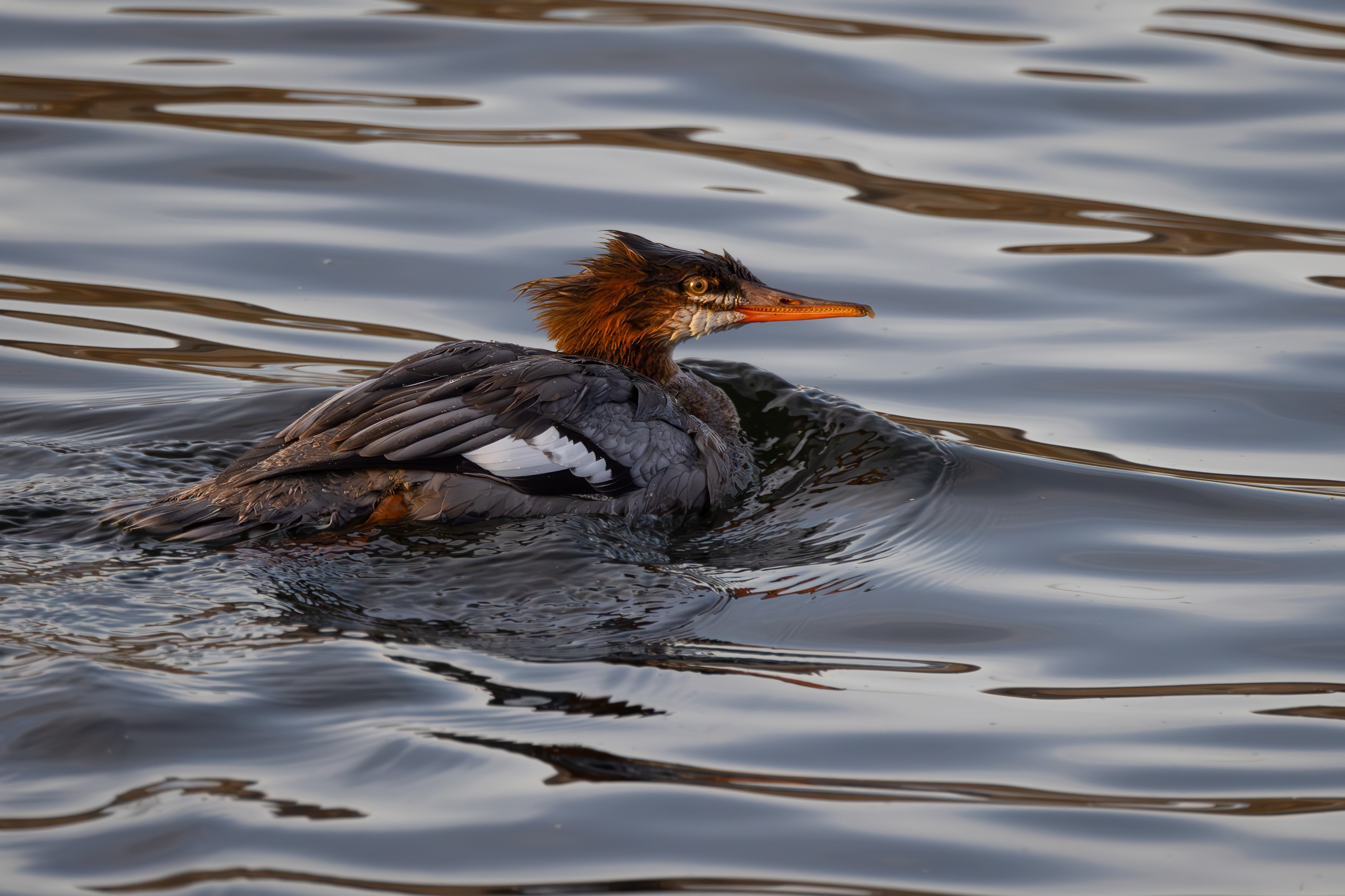 Old Merganser - Lewiston, Idaho