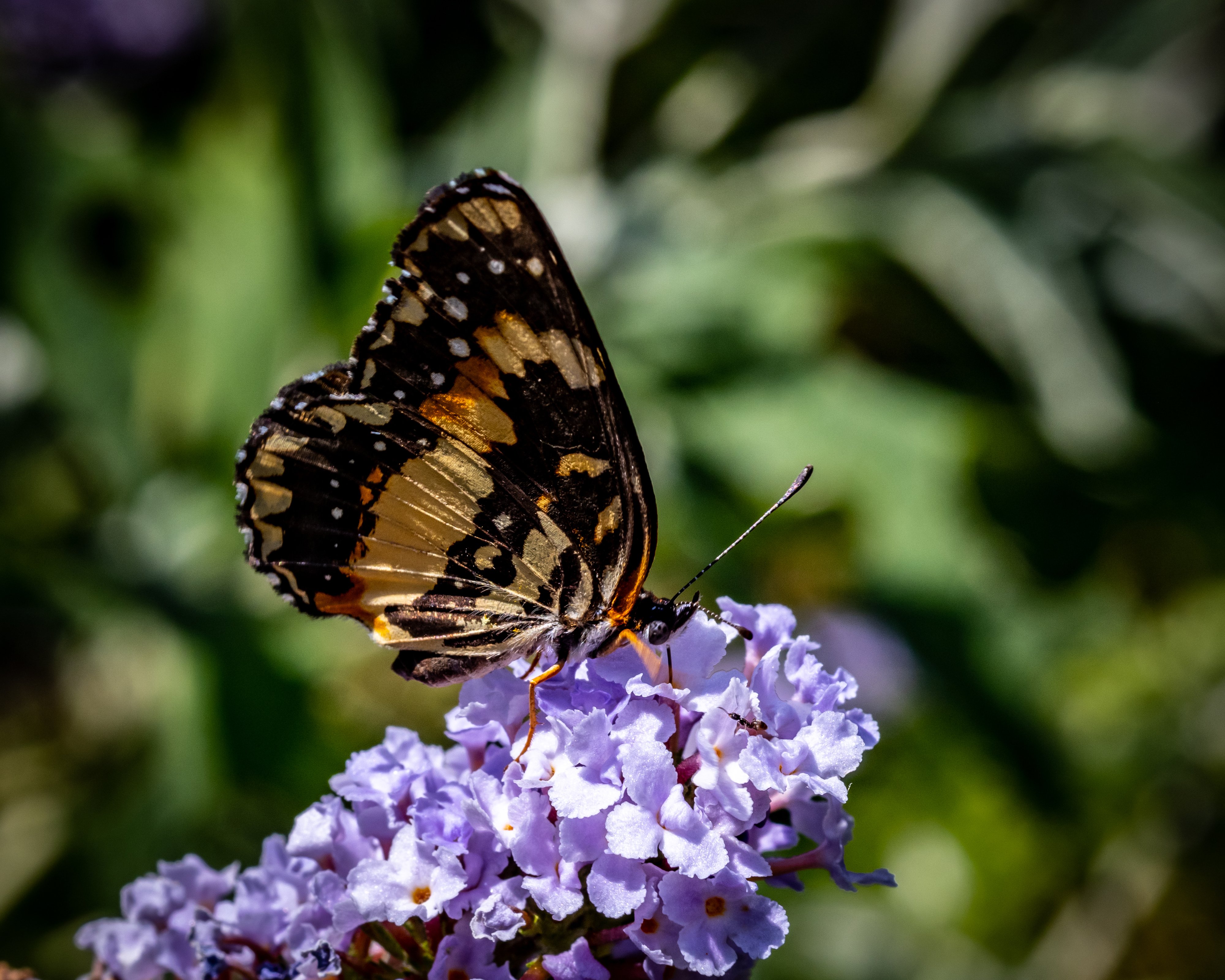 on the butterfly bush -2