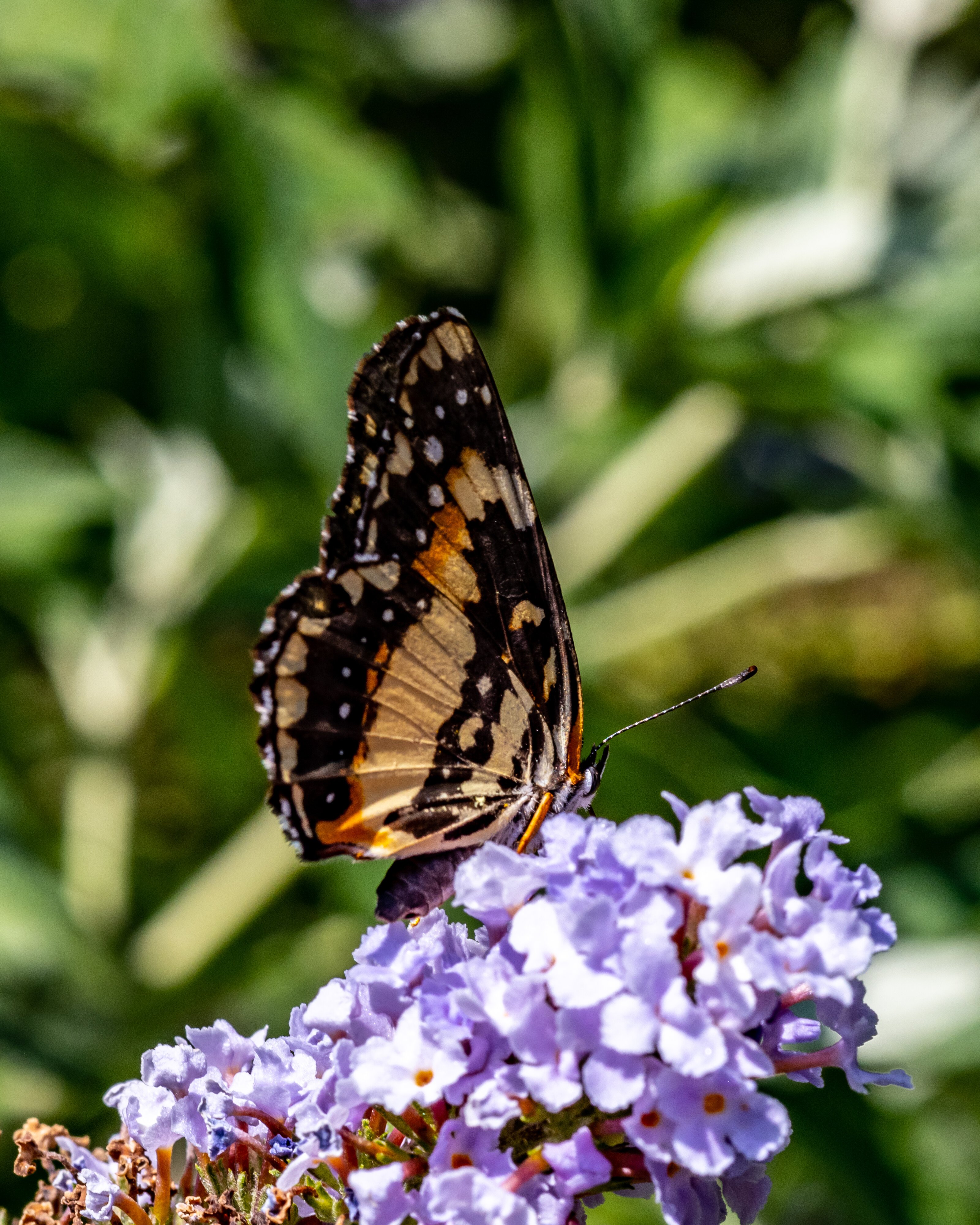 on the butterfly bush