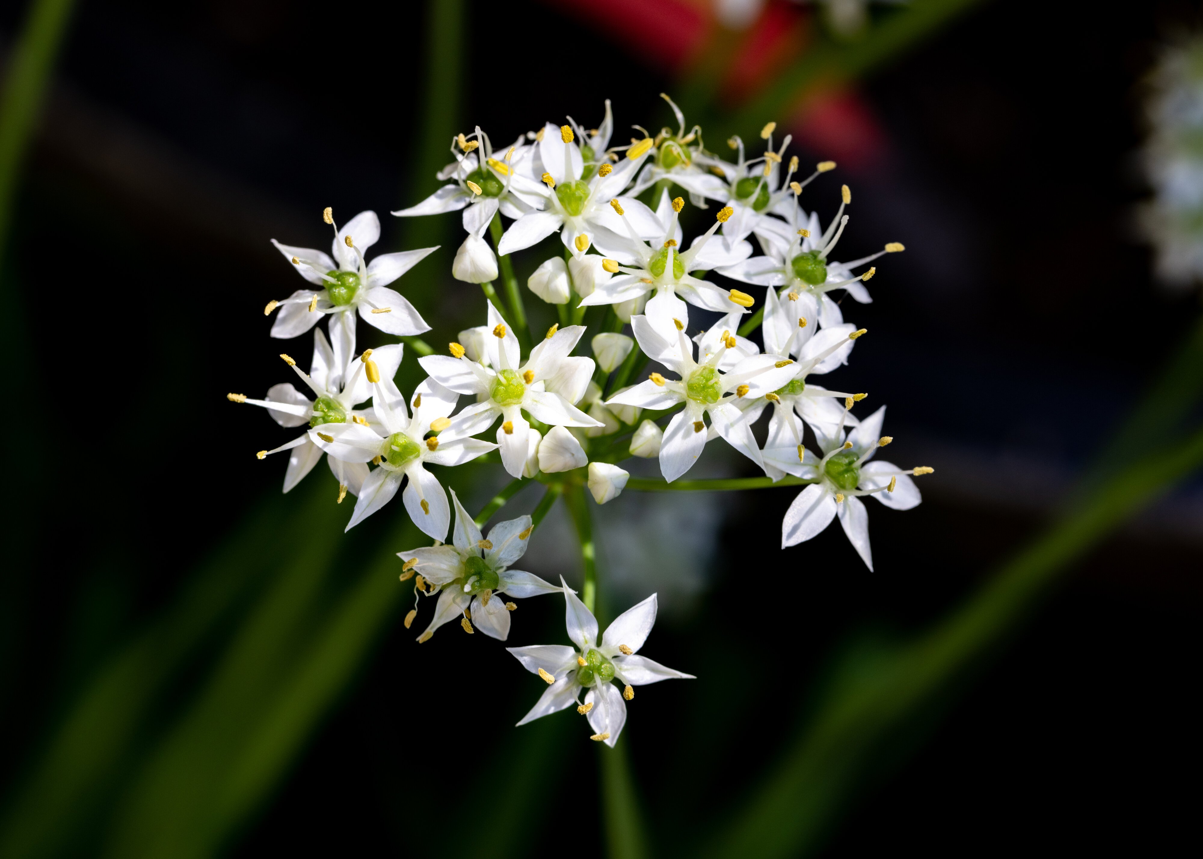 Onion grass