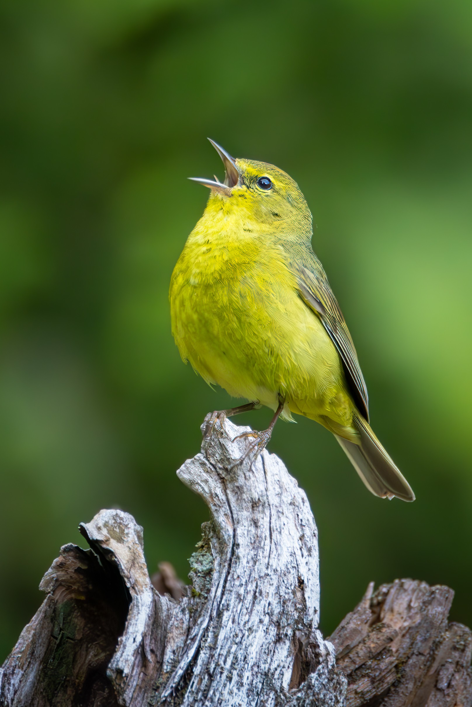 Orange-Crowned Warbler