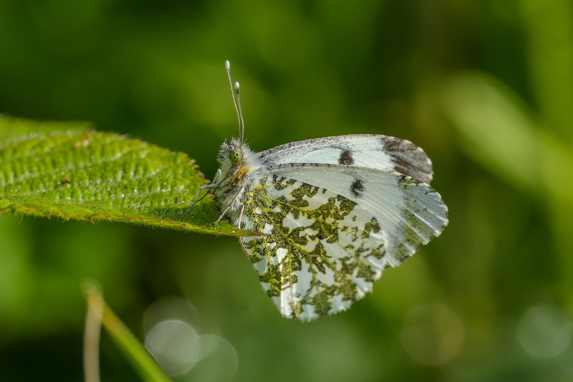 Orange Tip. (f)