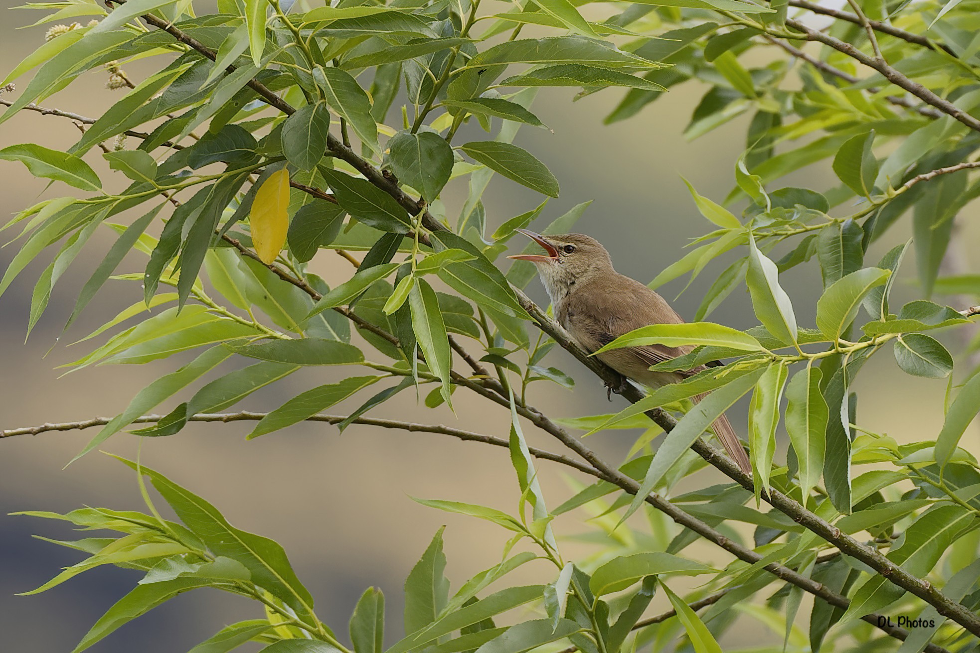 Oriental Reed Warbler