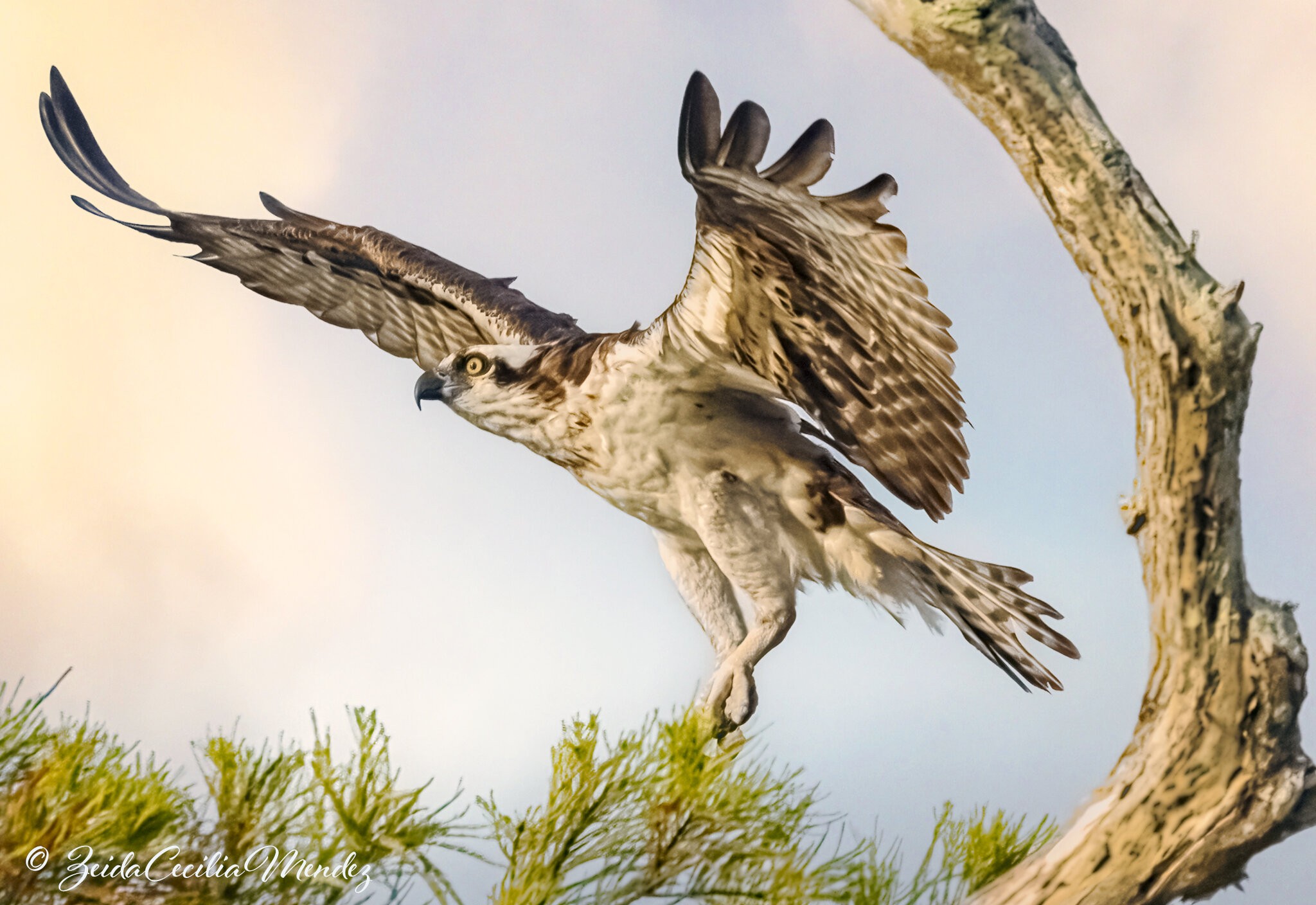 Osprey at Blue Cypress Lake, Vero, FL