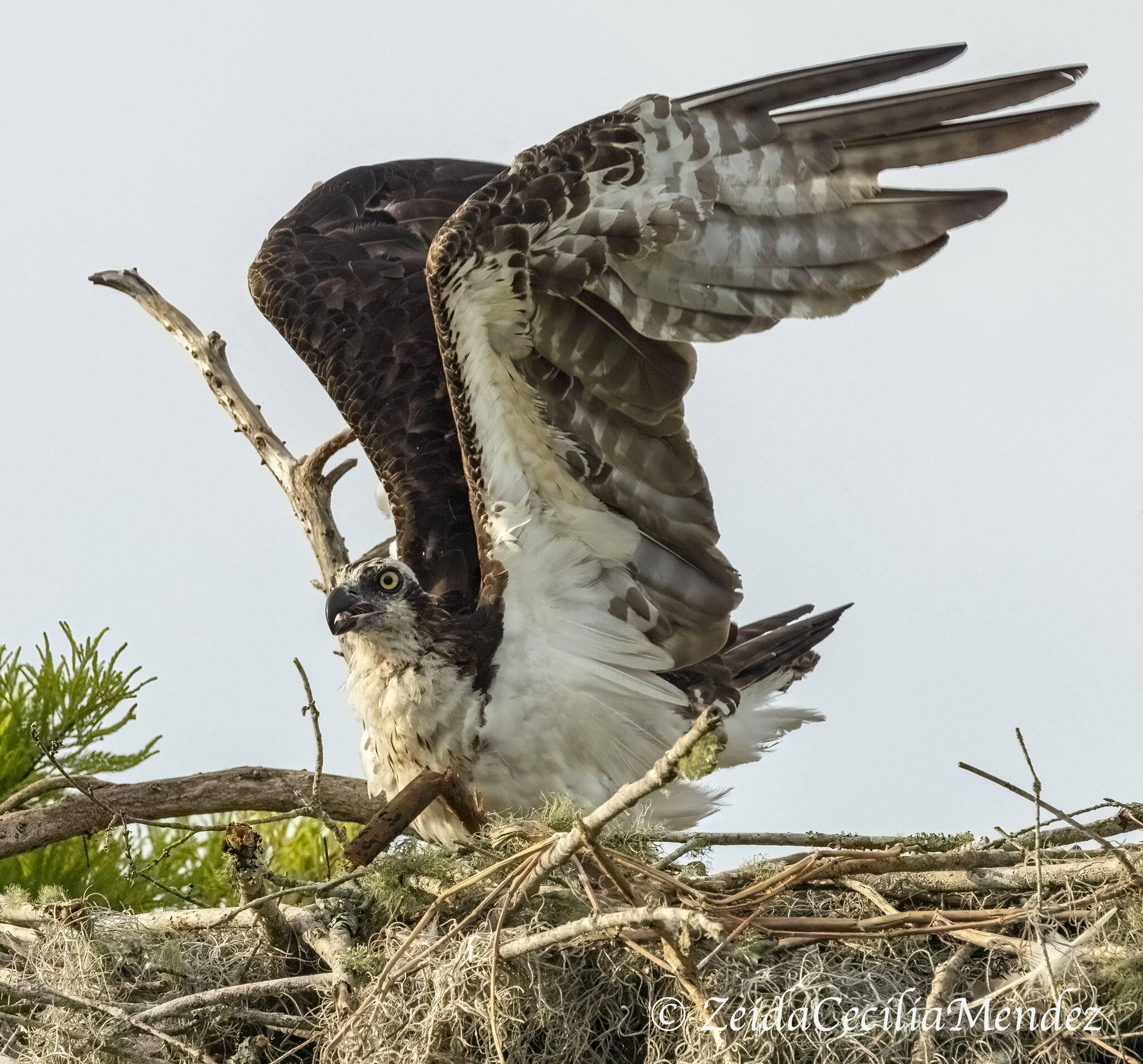 Osprey at his nest