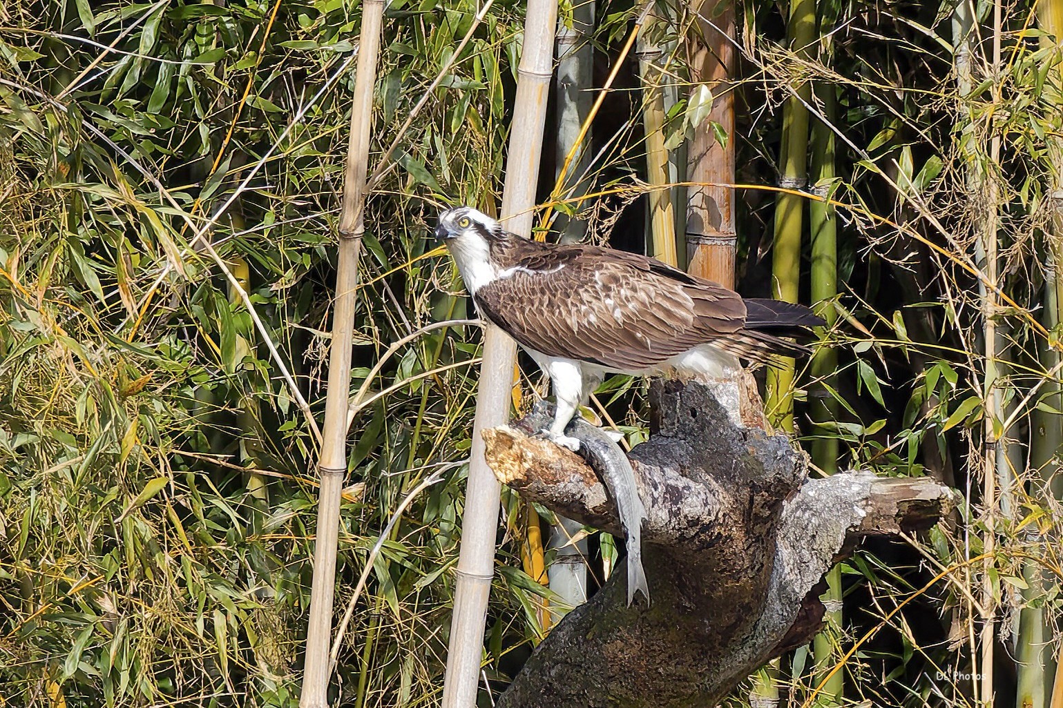 Osprey eating a fish