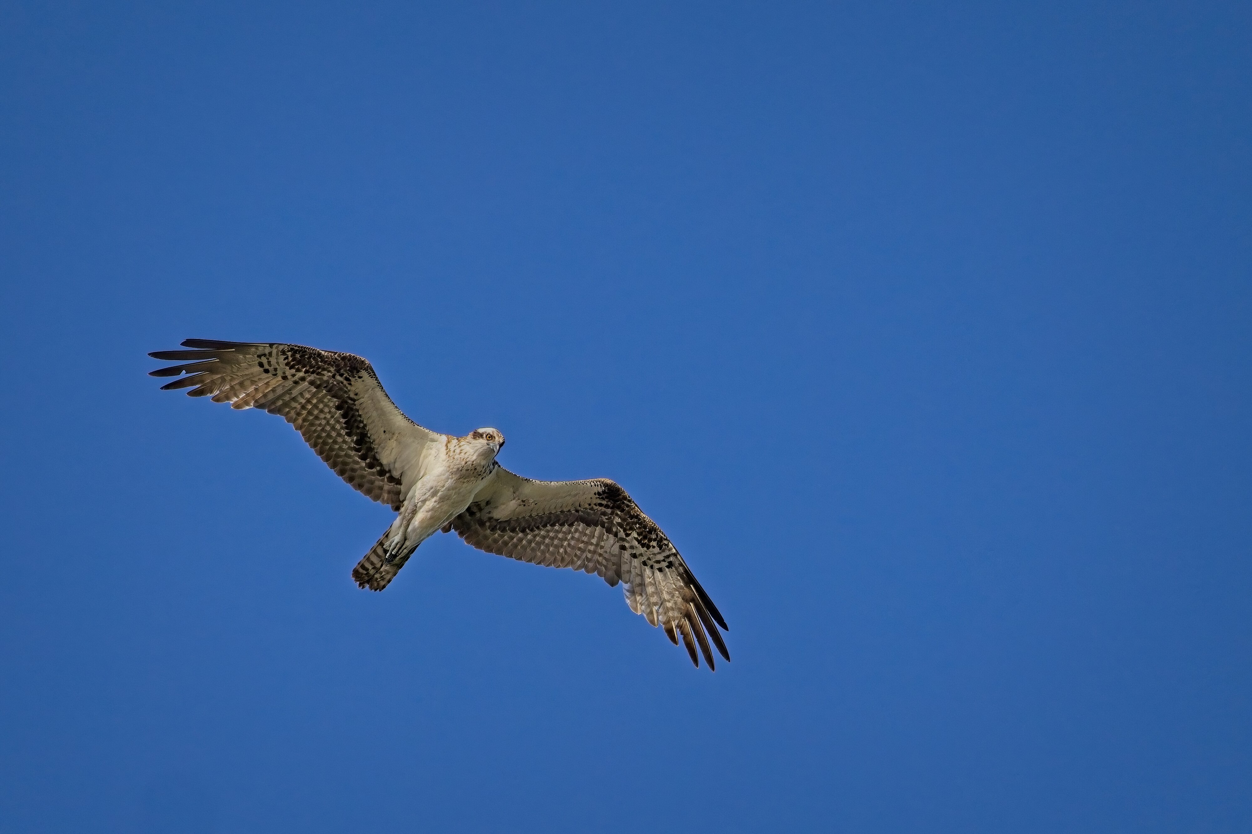 Osprey hunting over White Lake in Cullinan Park