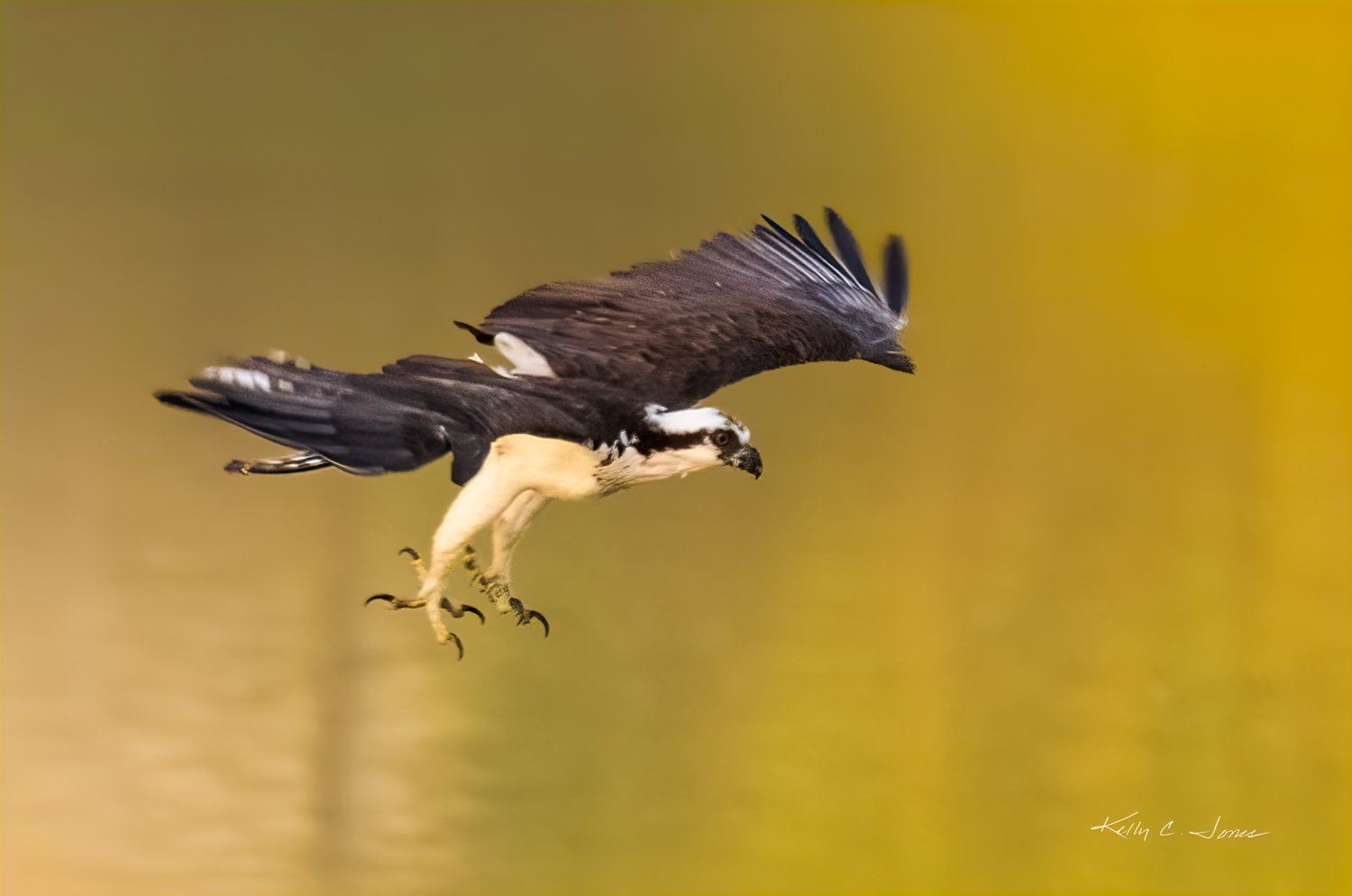 Osprey in Flight