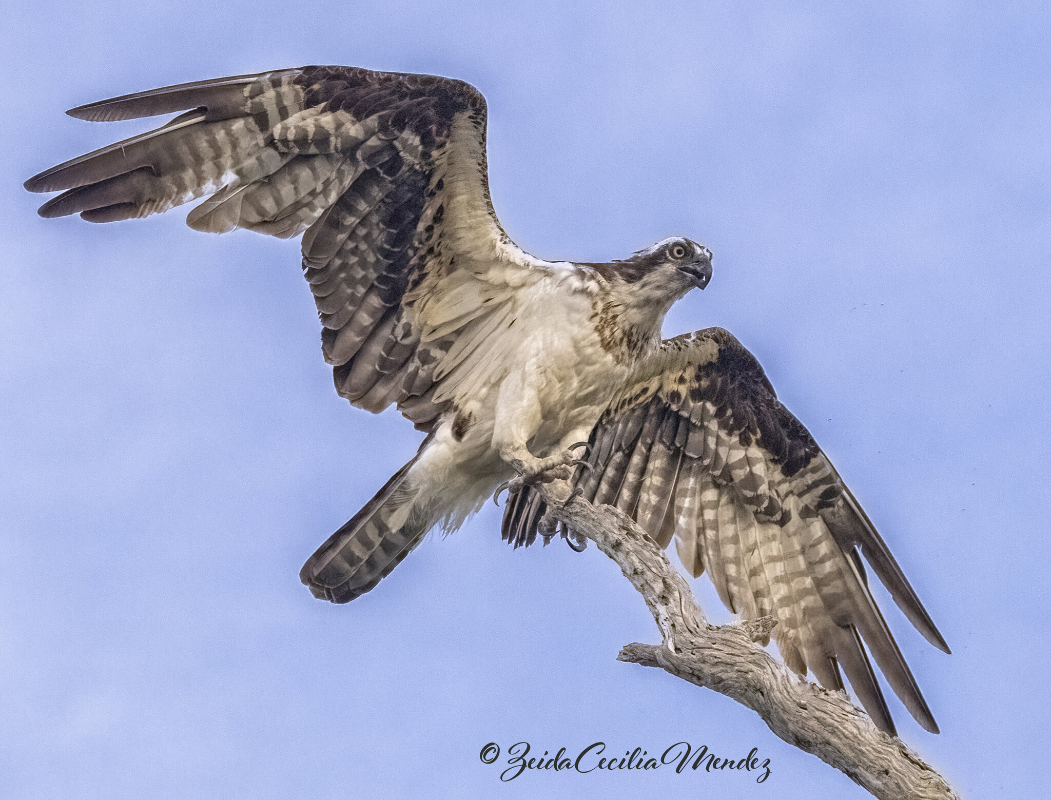 Osprey lands at branch