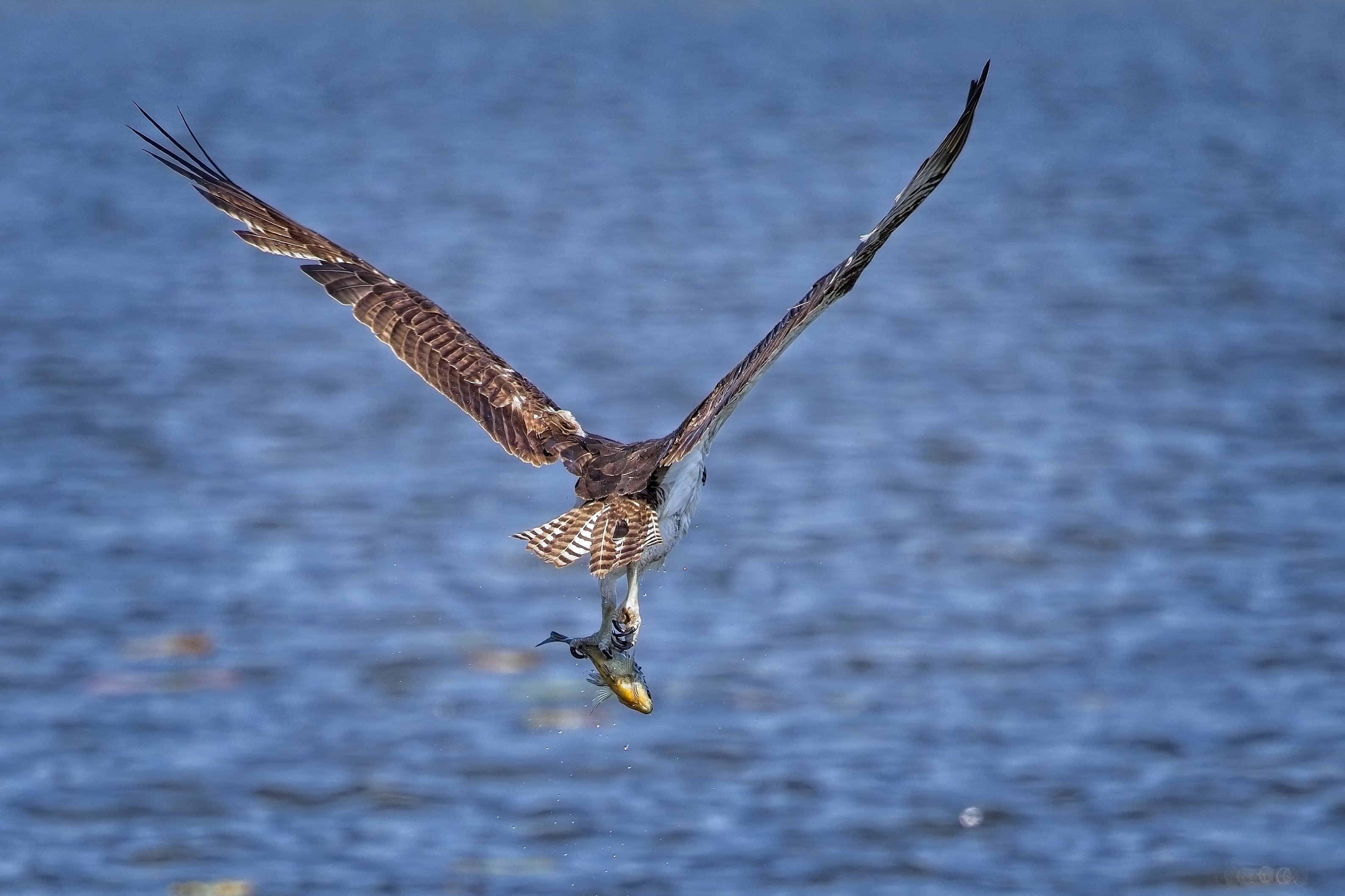 Osprey with fish