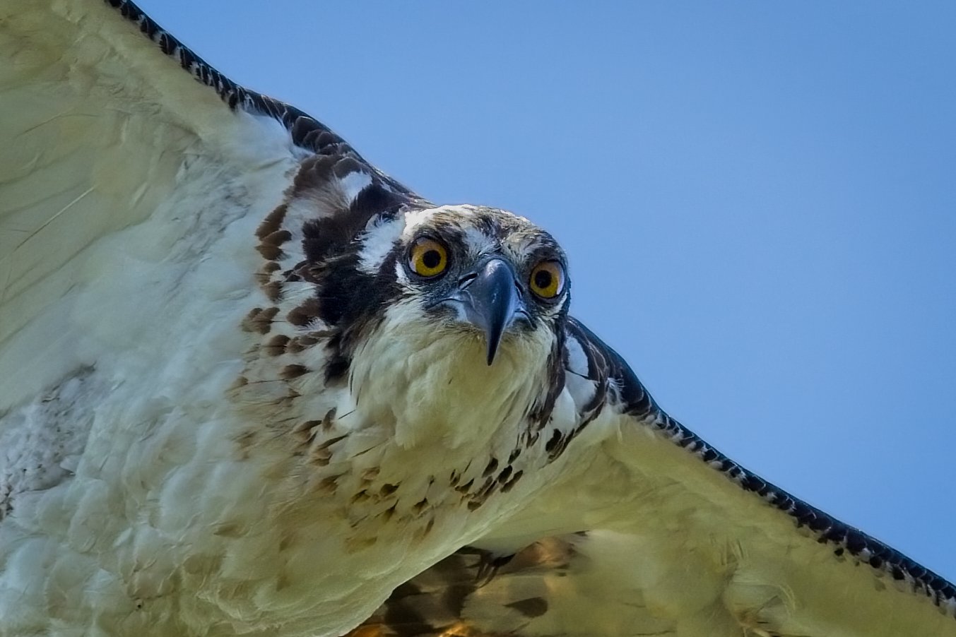 Osprey