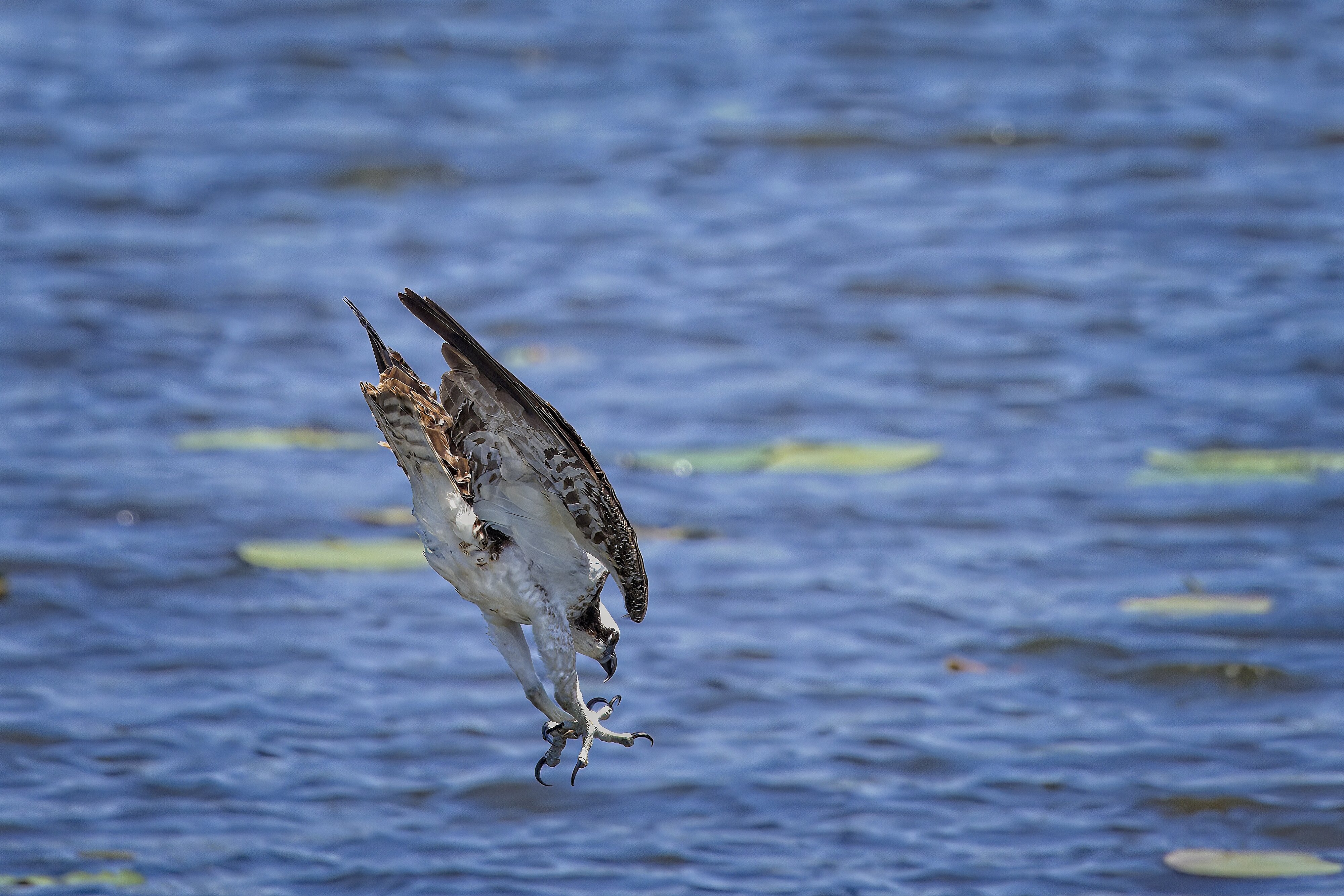 Osprey