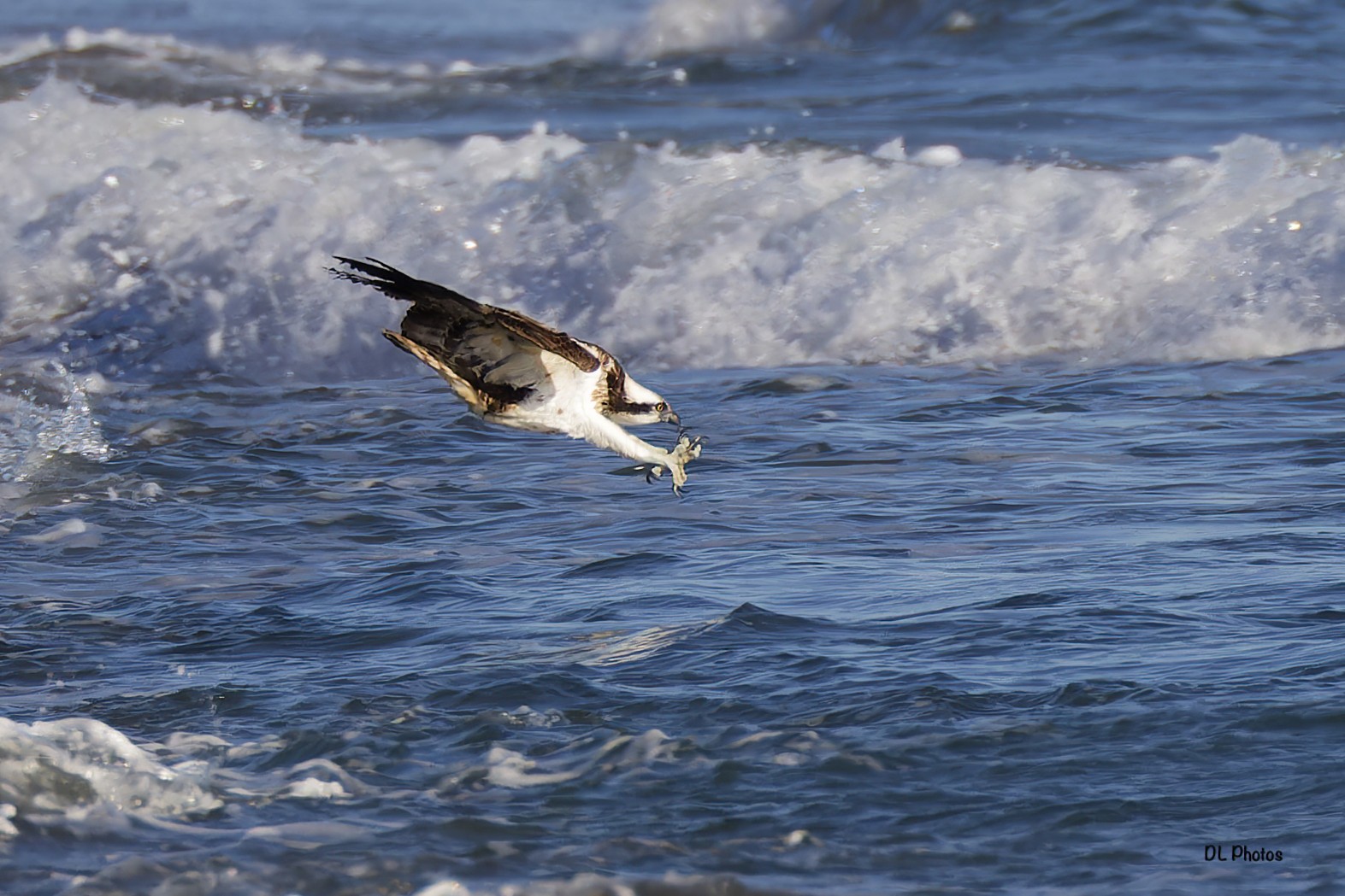 osprey2.jpg