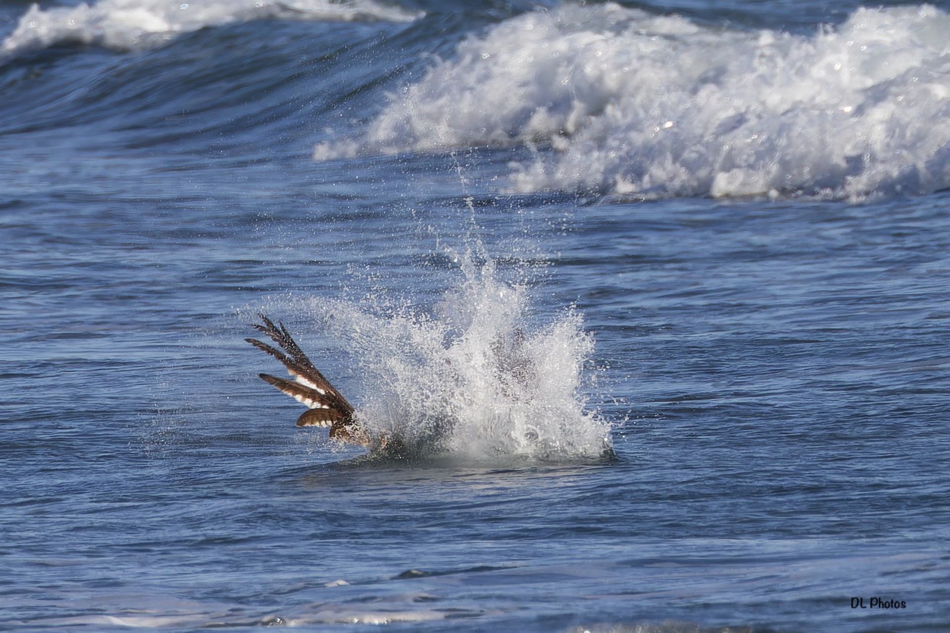 osprey3.jpg