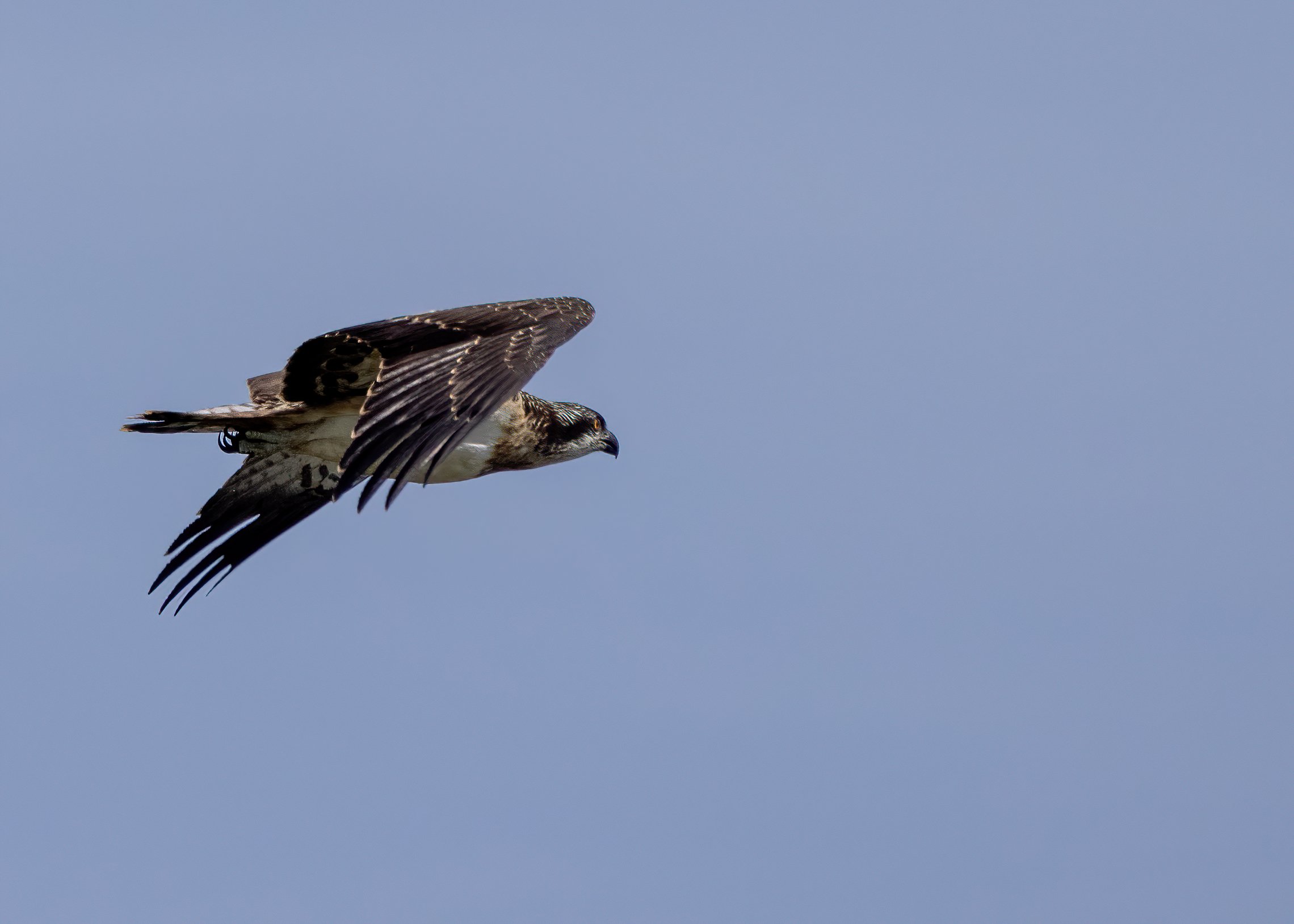 Osprey_2021_08_04 -focus.jpg