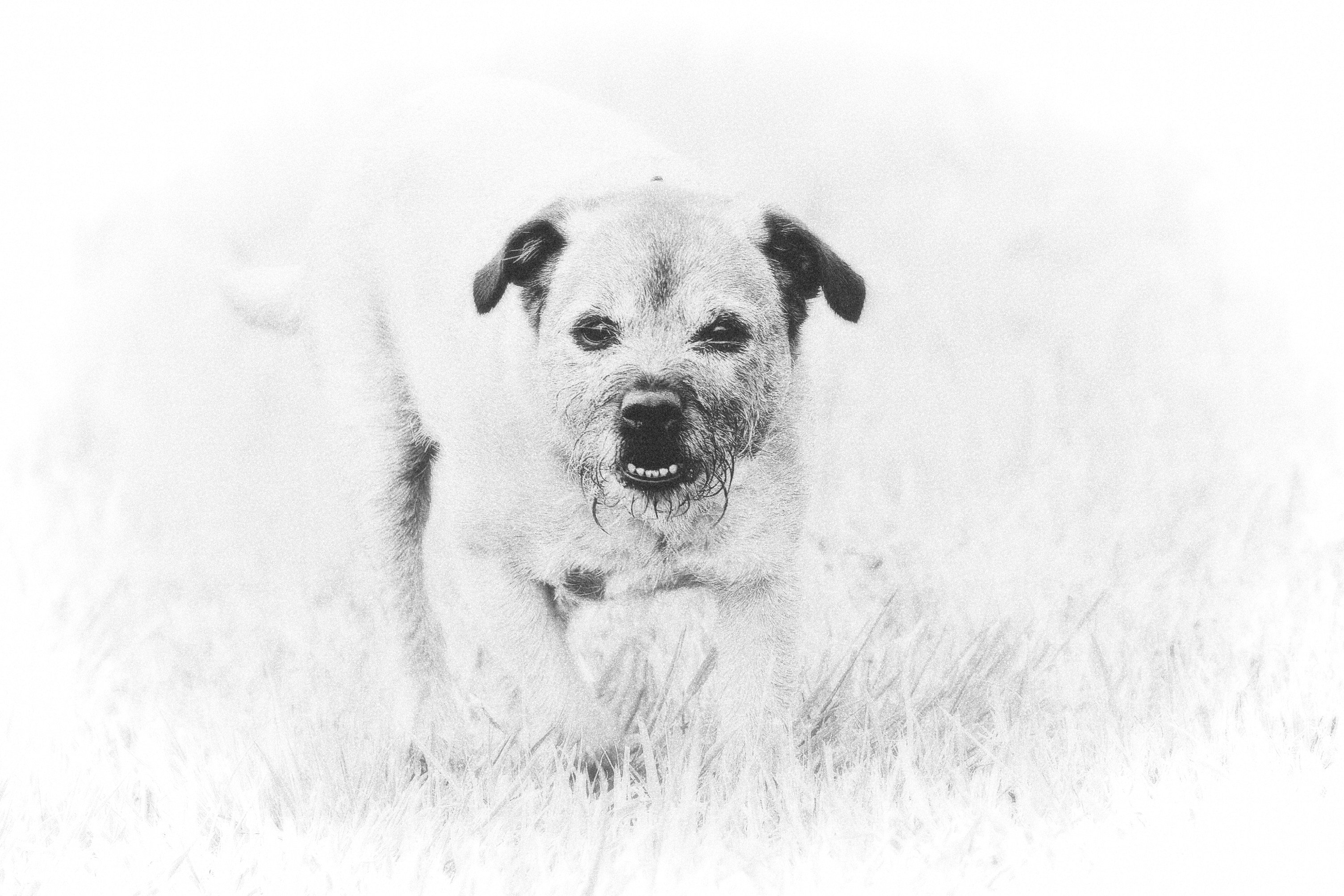Out with the dog