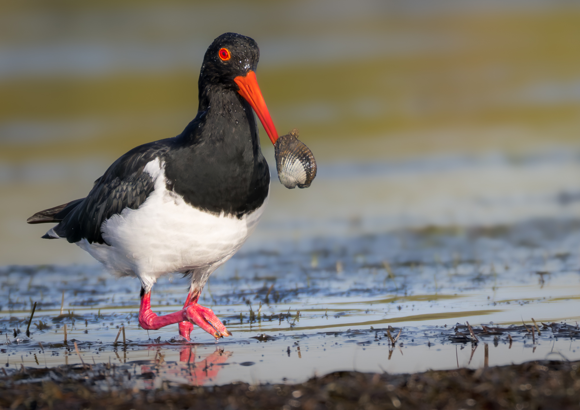 oystercatcher-rfs-exp2000px.jpg