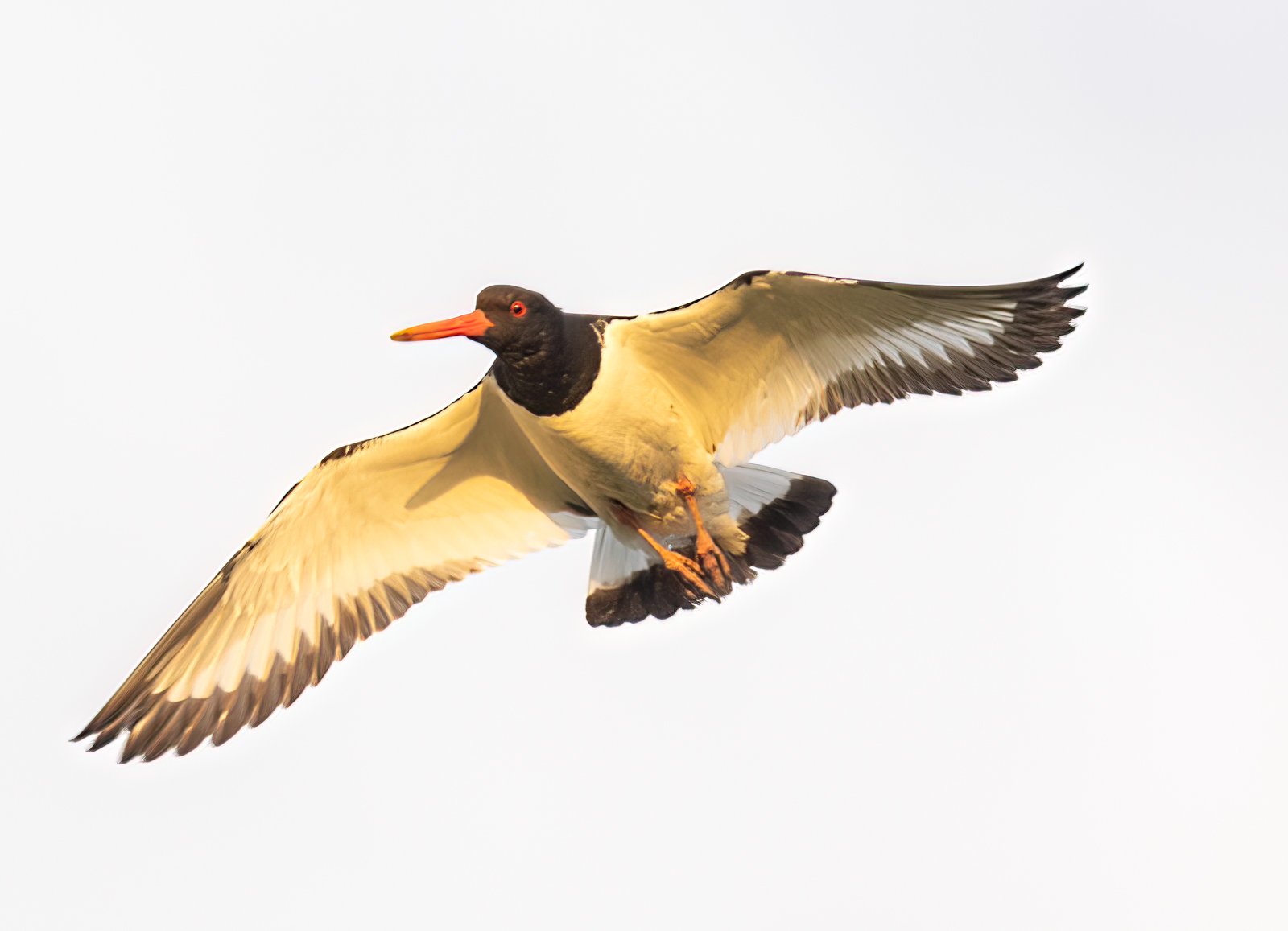 Oystercatcher