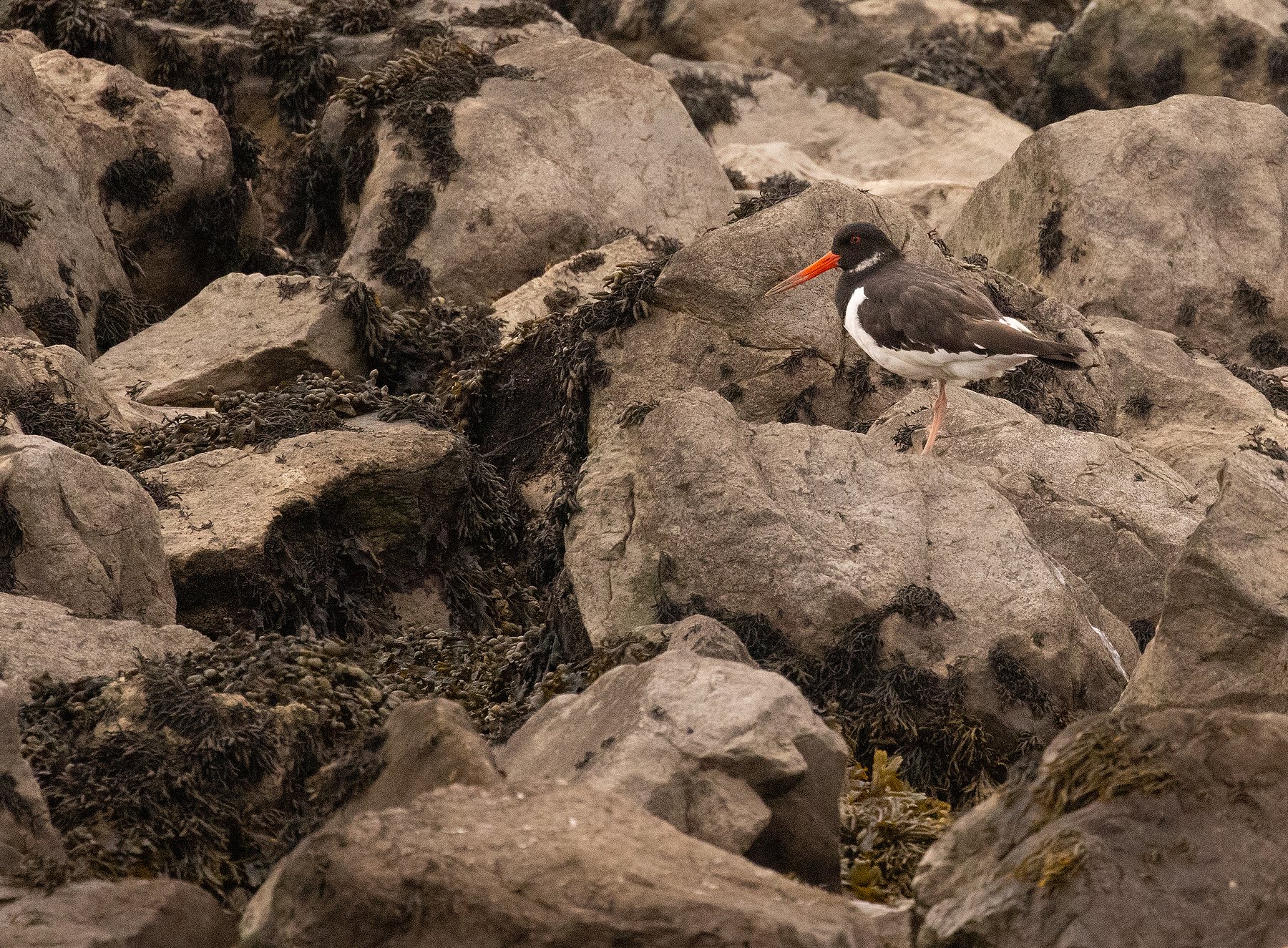 Oystercatcher