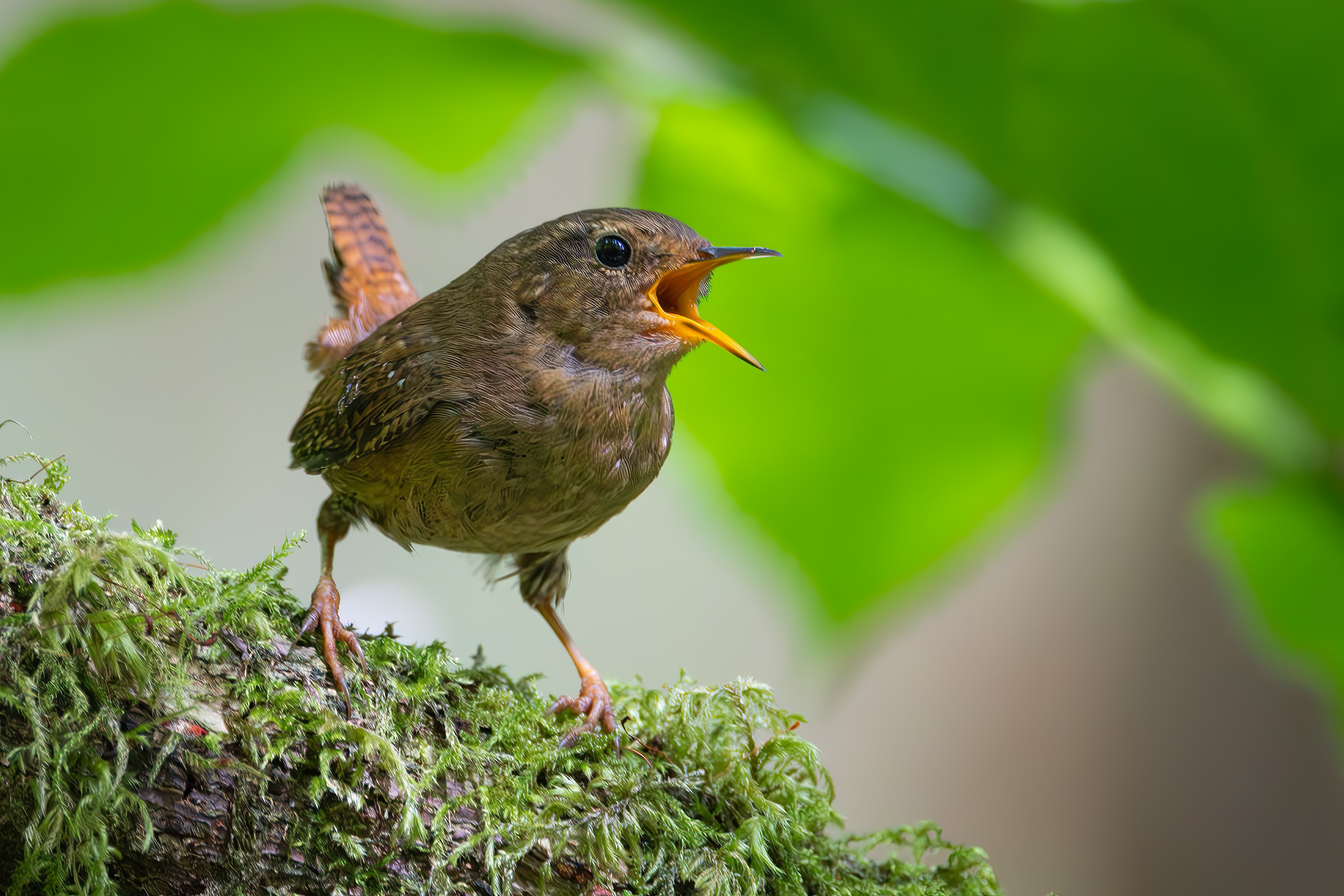 Pacific Wren