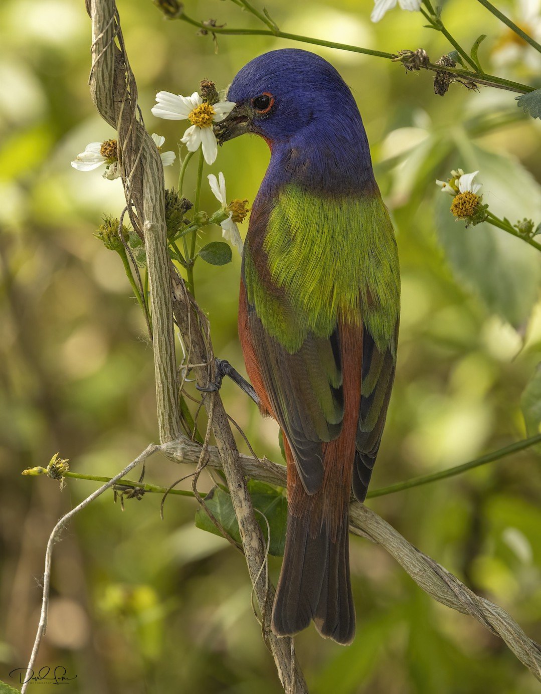 Painted Bunting enjoying some flowers