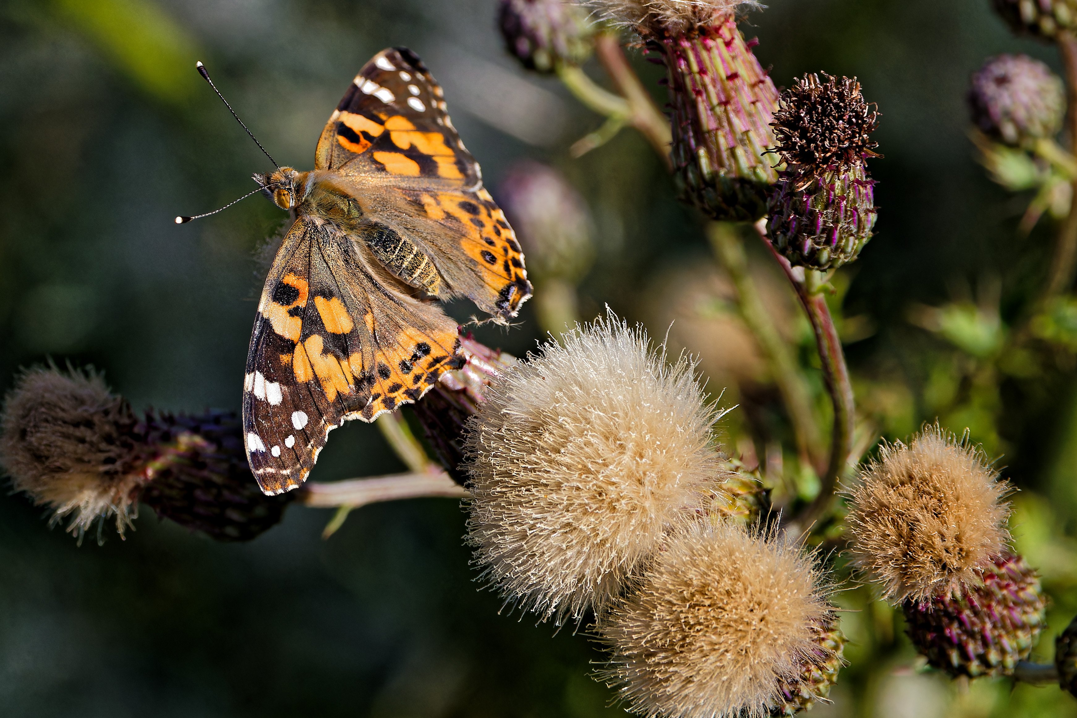 Painted Lady