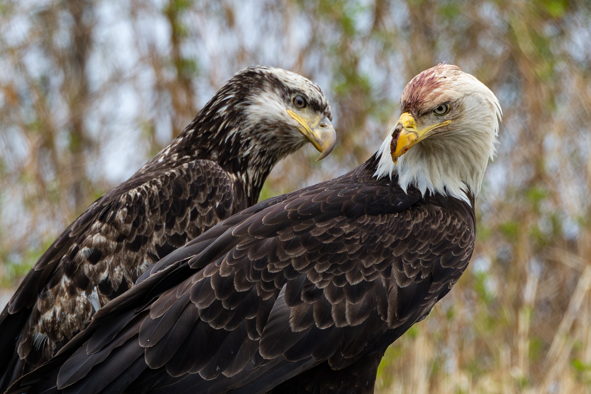 Pair of Bald Eagles 2.jpg