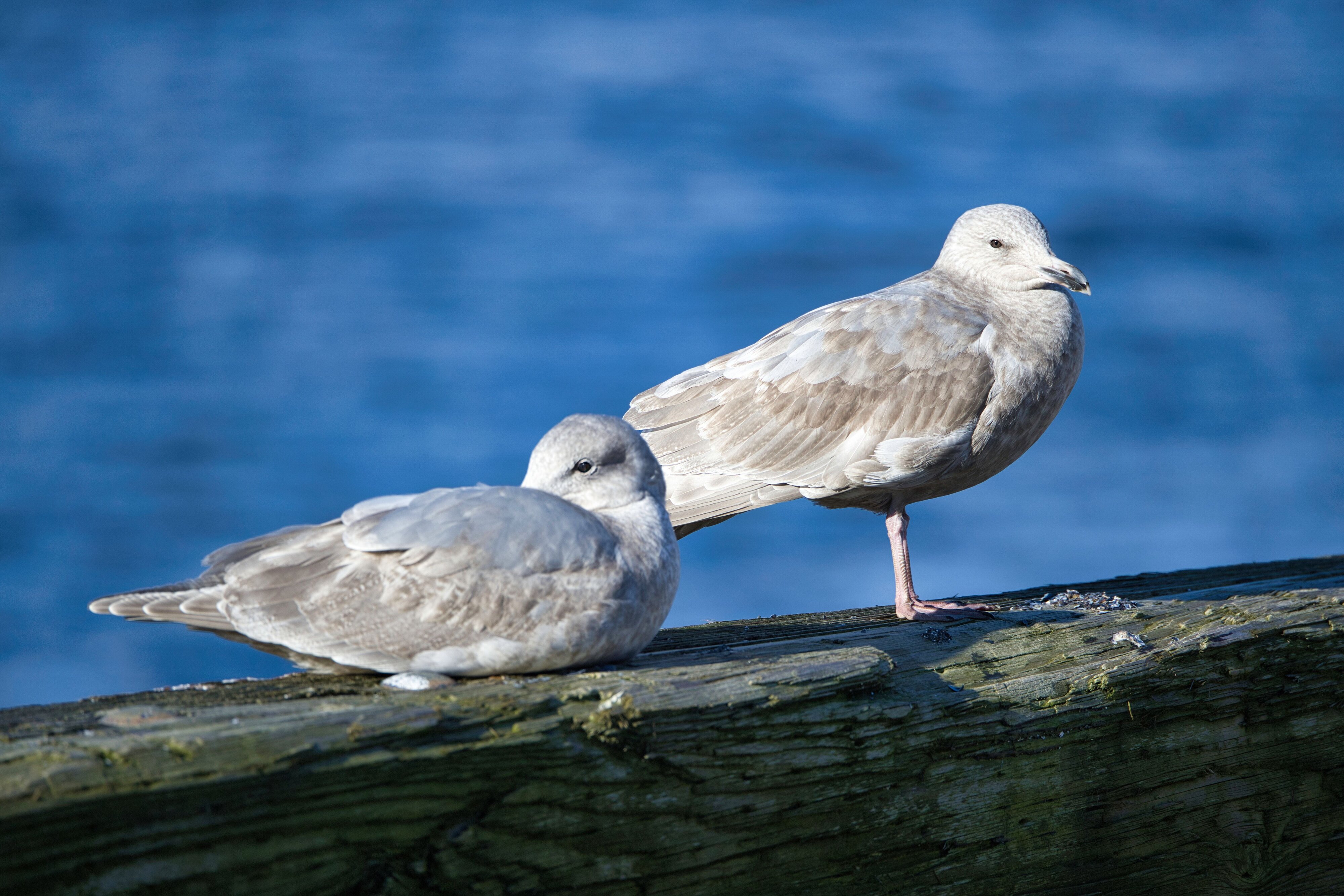 Pair of Gulls