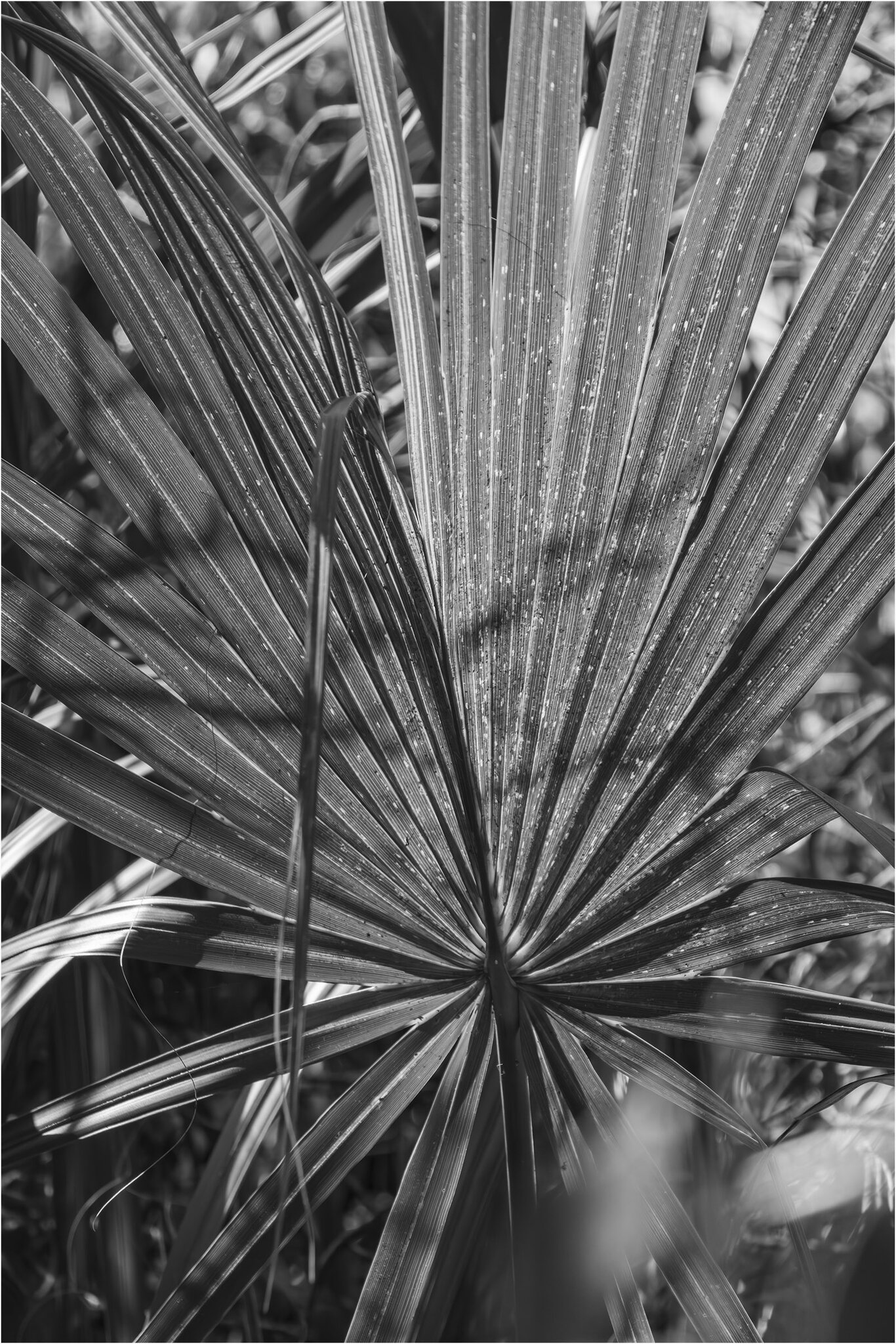 Palm_BW.jpg