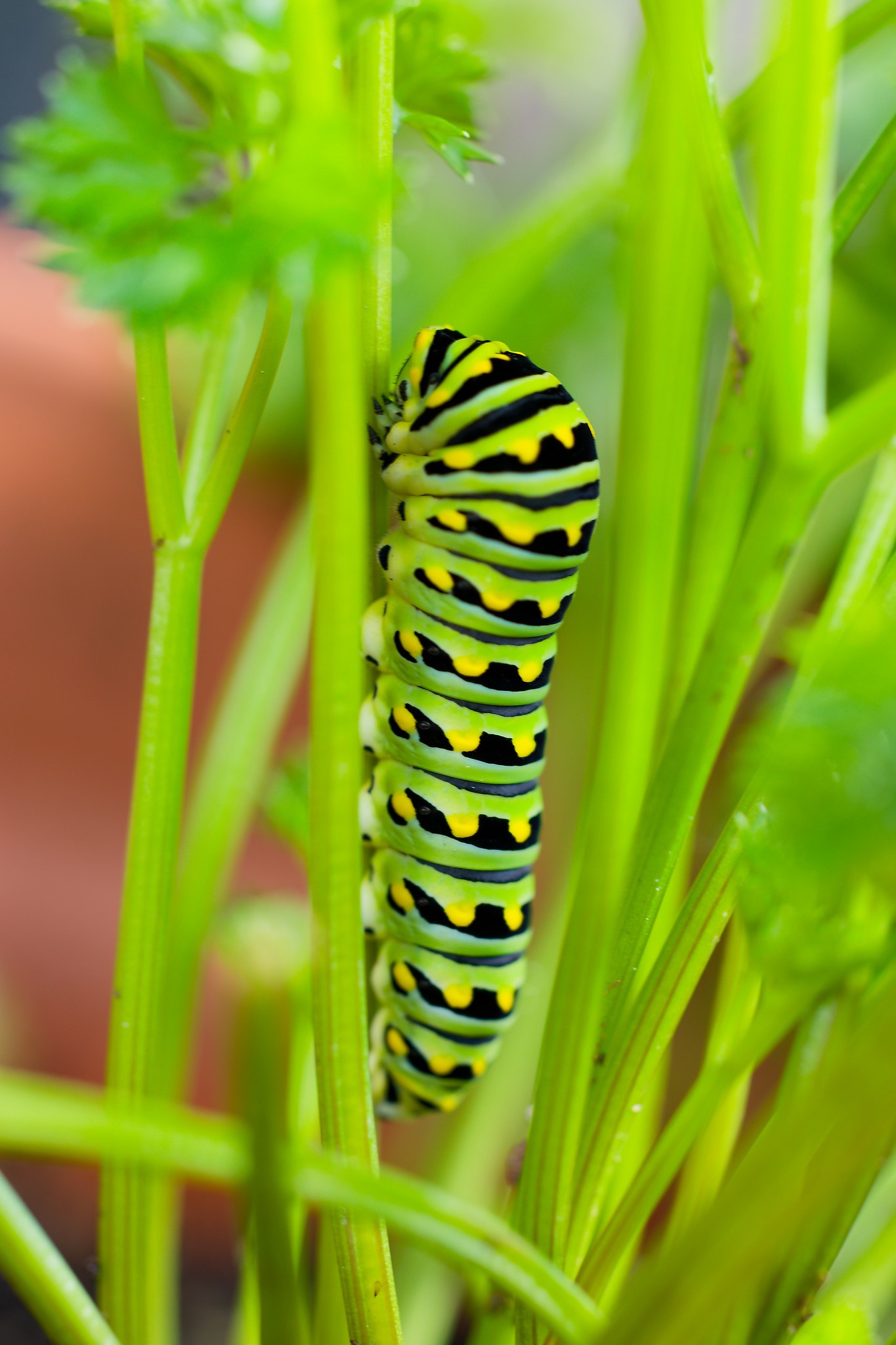 Parsley Caterpillar.jpg