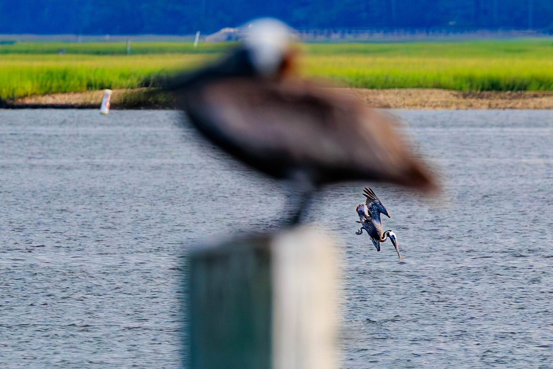 Pelican diving for fish