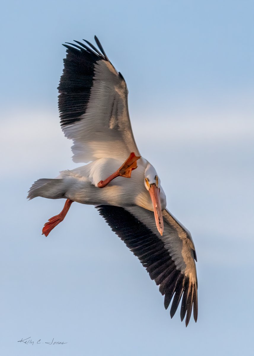 Pelican Scratching in Flight