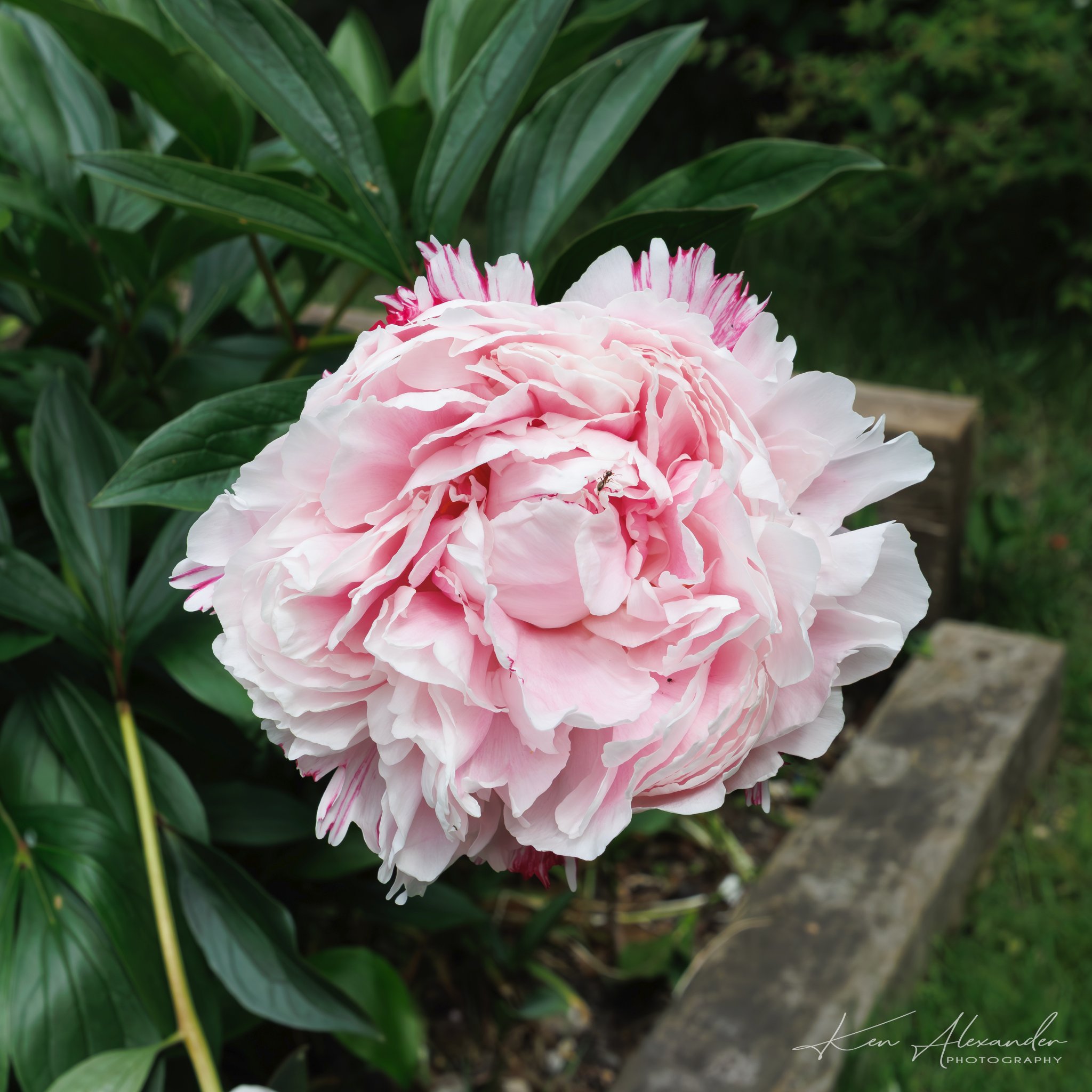 Peonies-1.jpg
