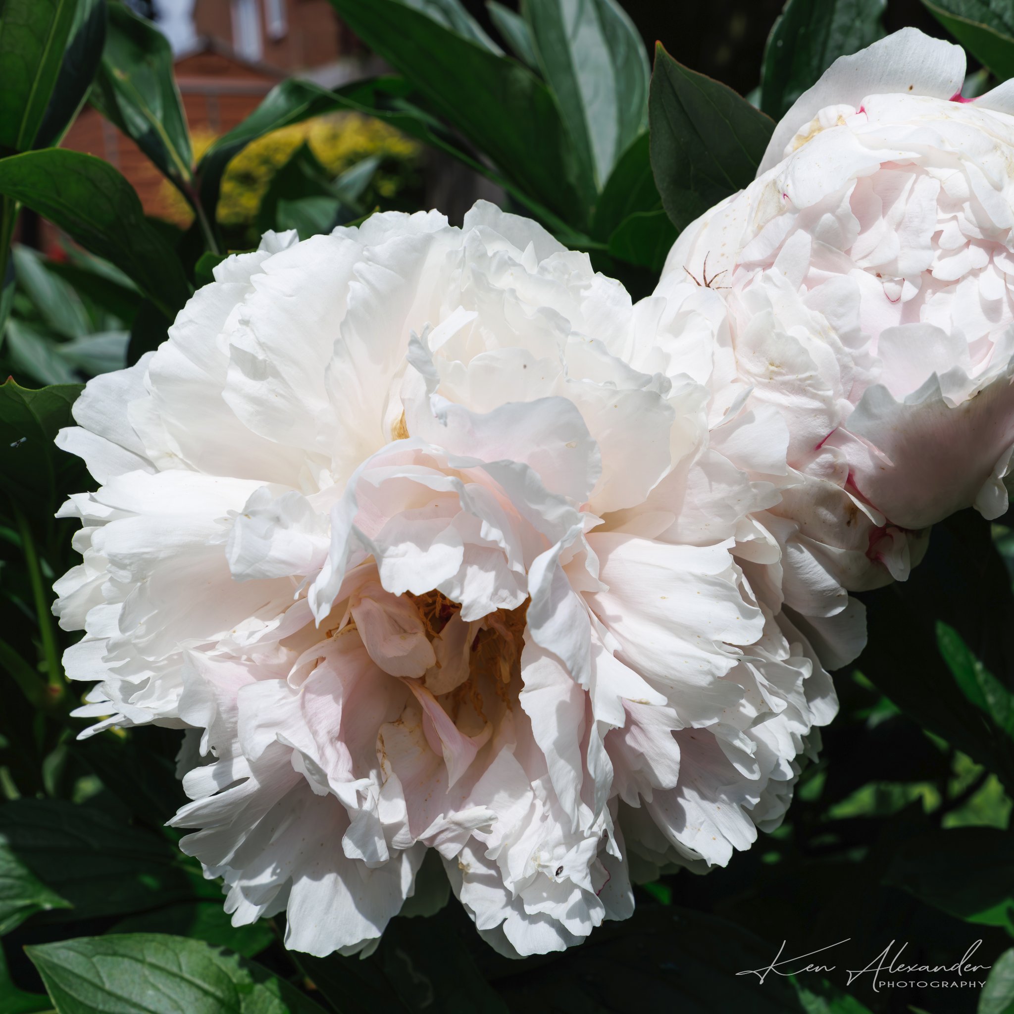 Peonies-2.jpg