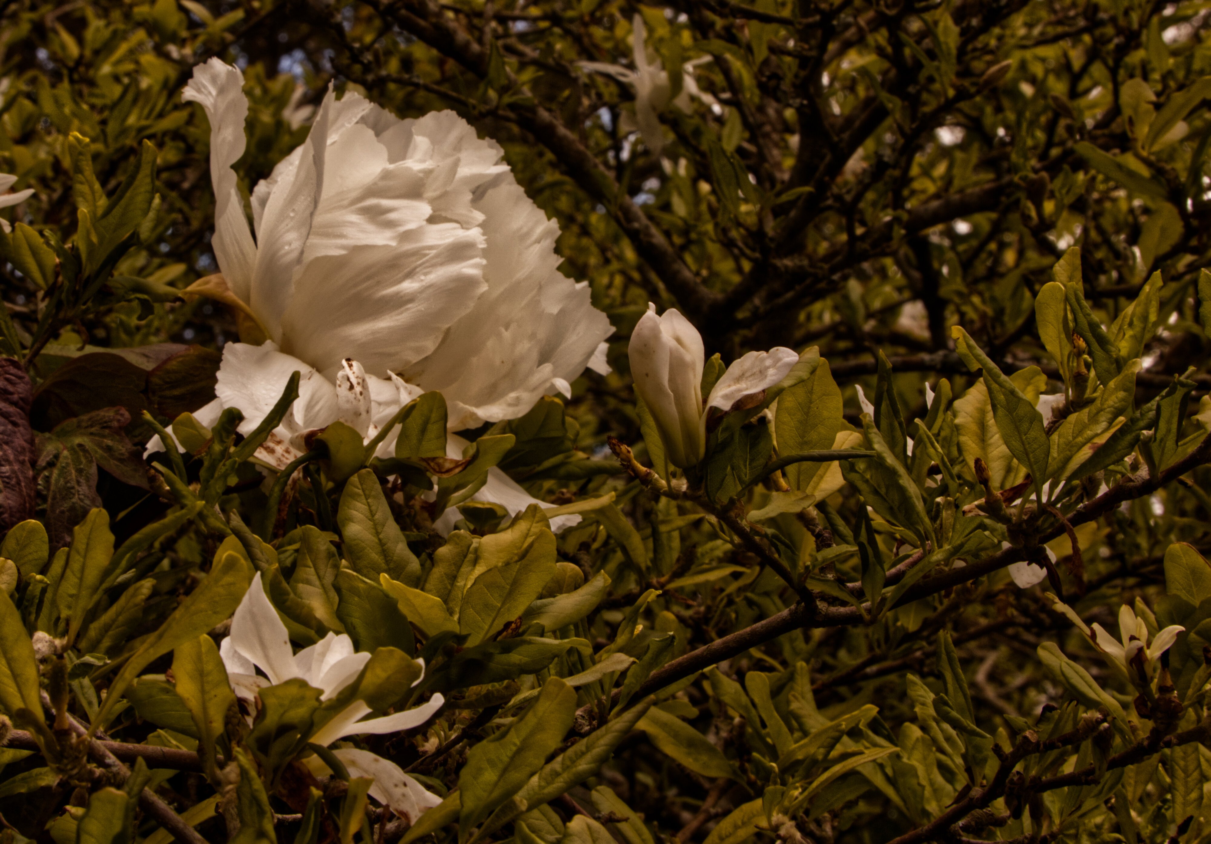 Peony in Magnolia.JPG