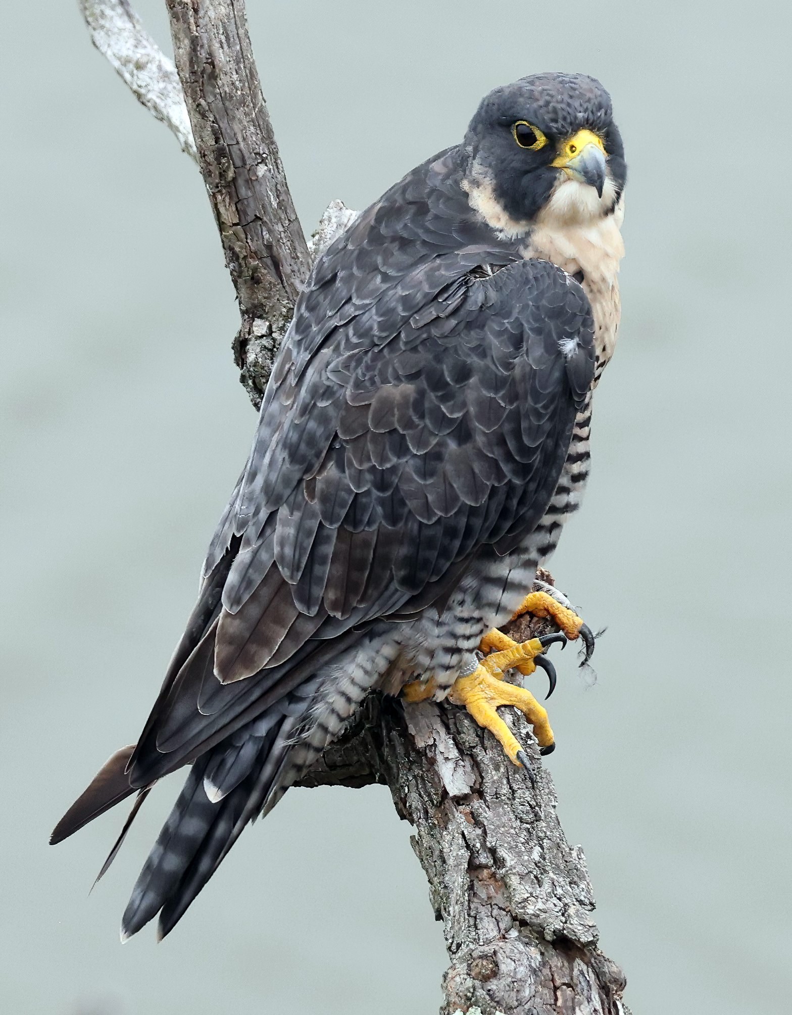 Peregrin Falcon Female - 2a.JPG