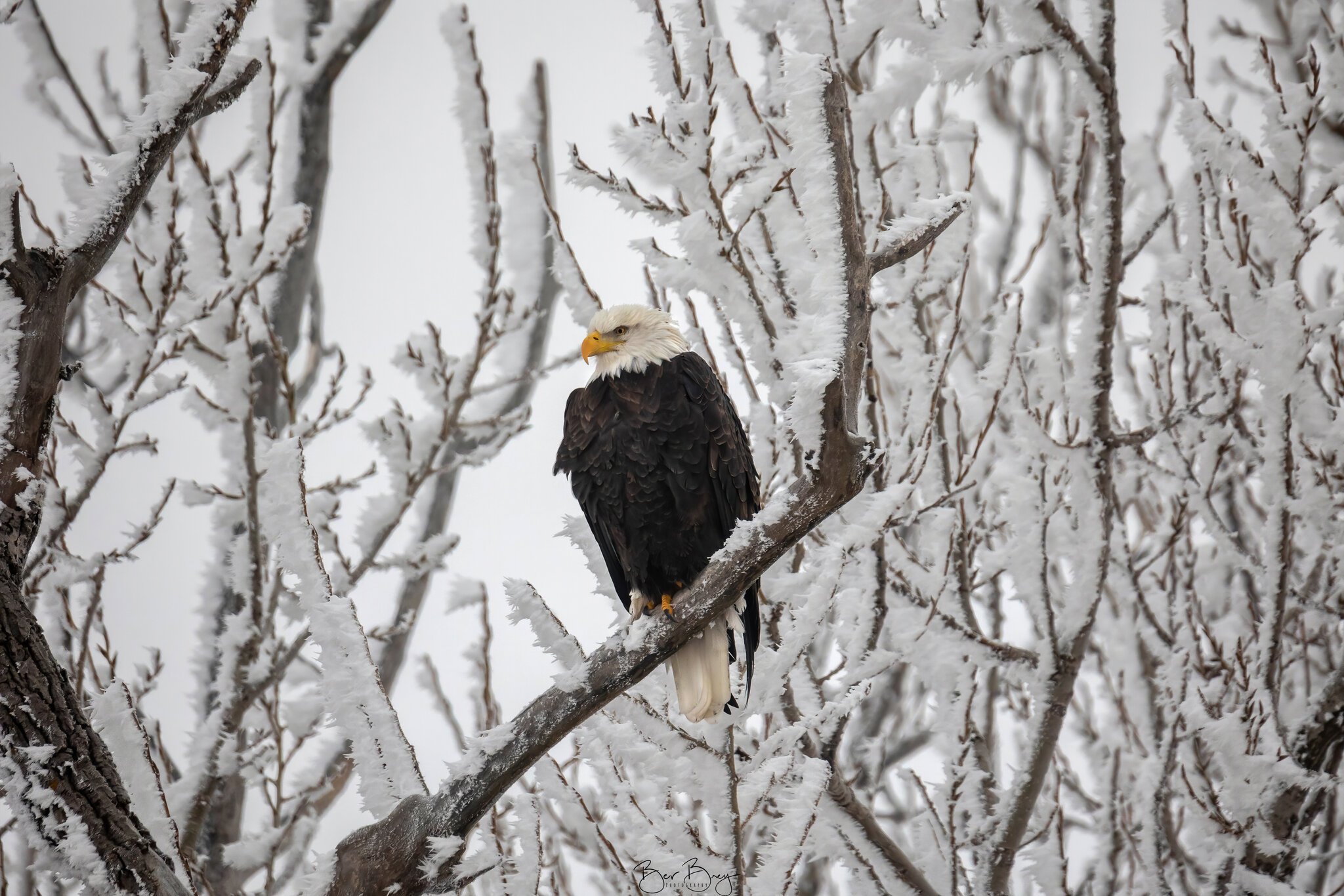 Perfectly Framed Eagle