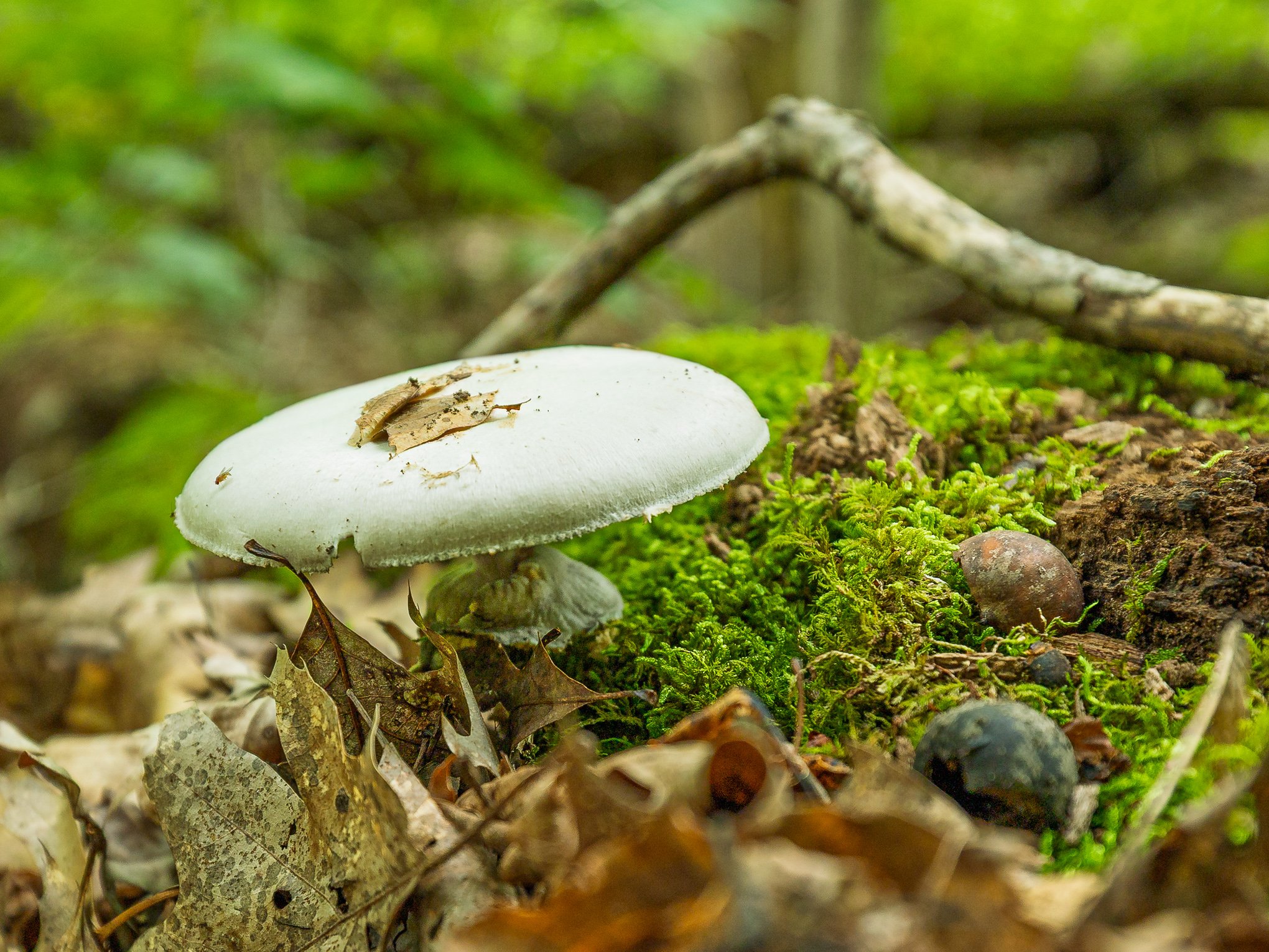 Photogenic Mushroom View from Above