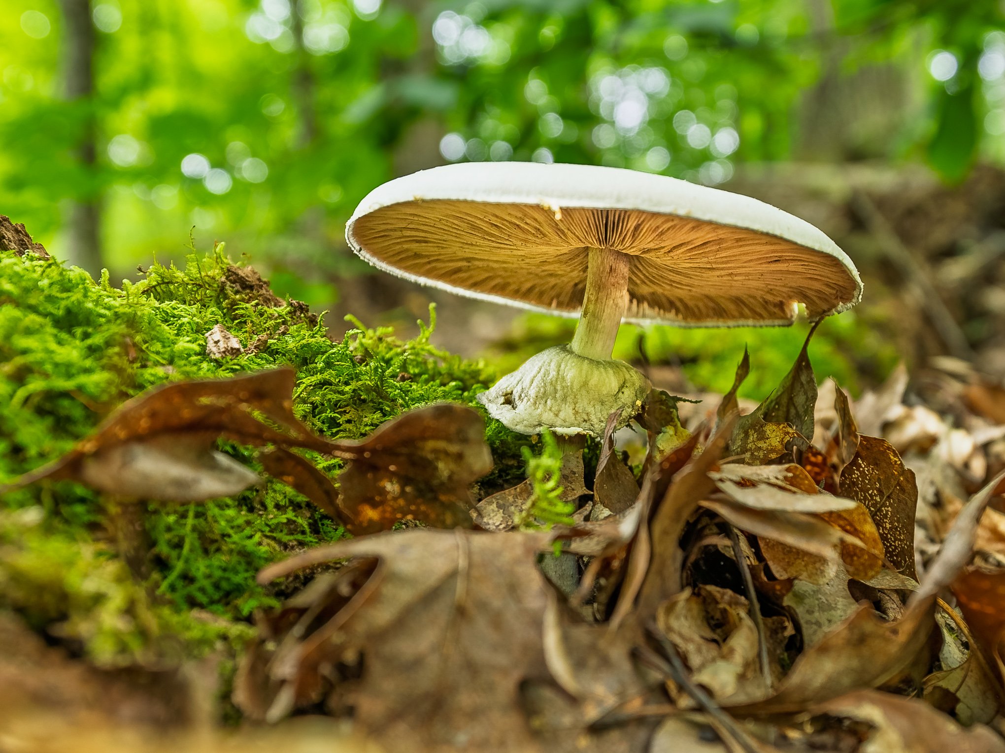 Photogenic Mushroom View from Below