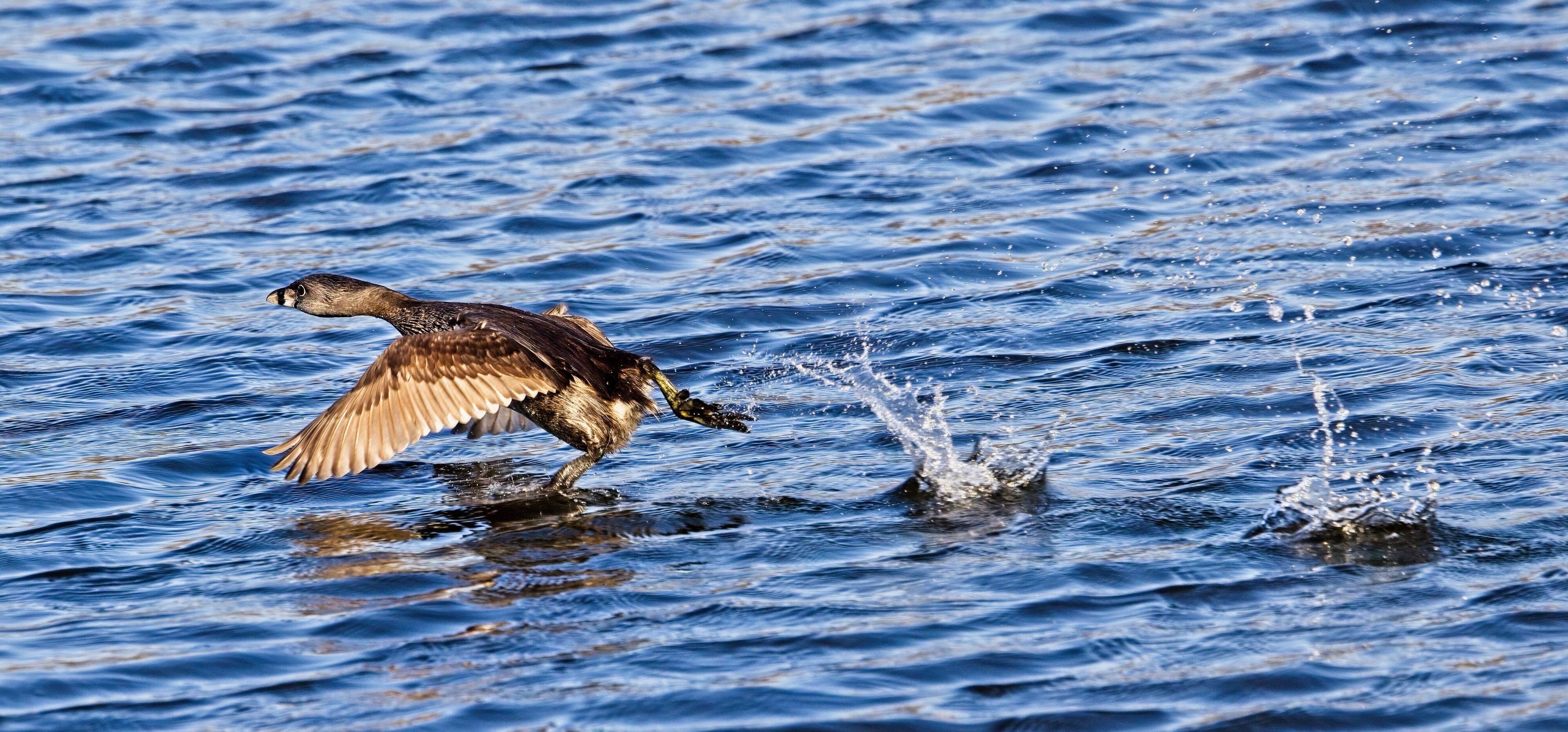 Pied-Billed Grebes leaving the fight