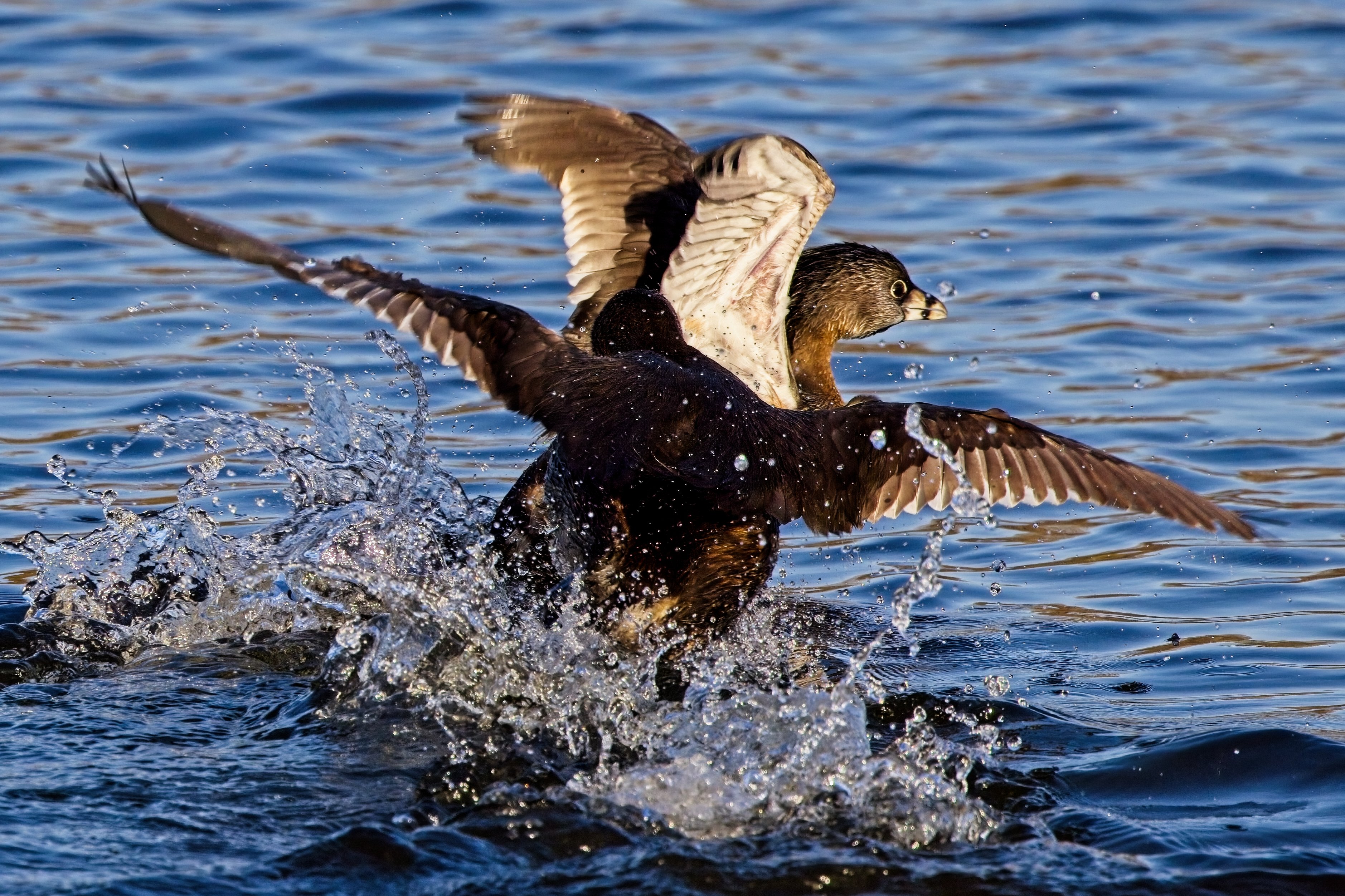 Pied-Billed Grebes squabbling