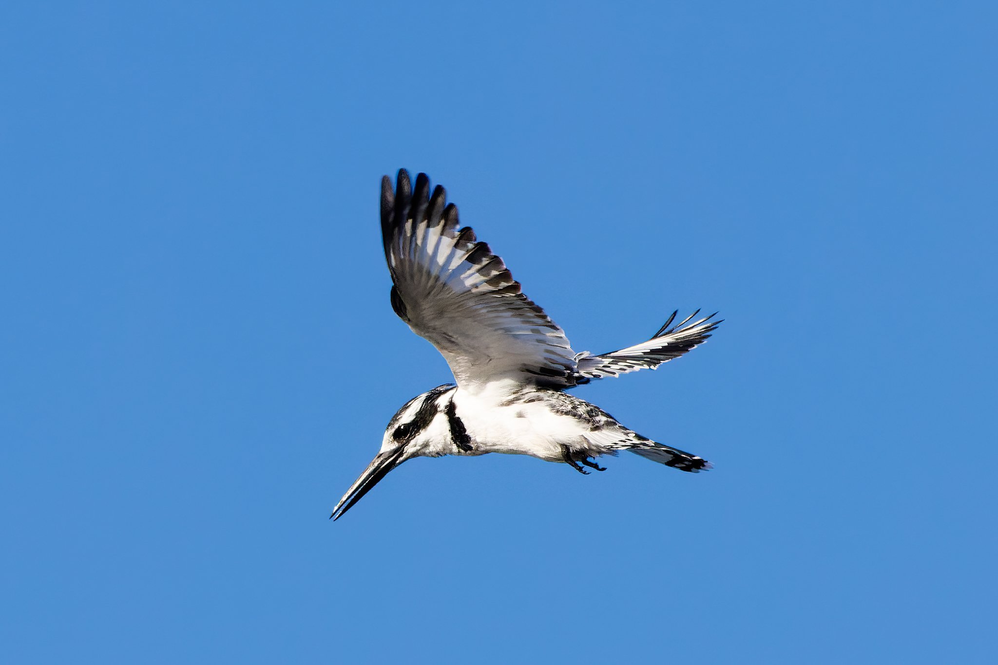 Pied Kingfisher about to dive.jpg