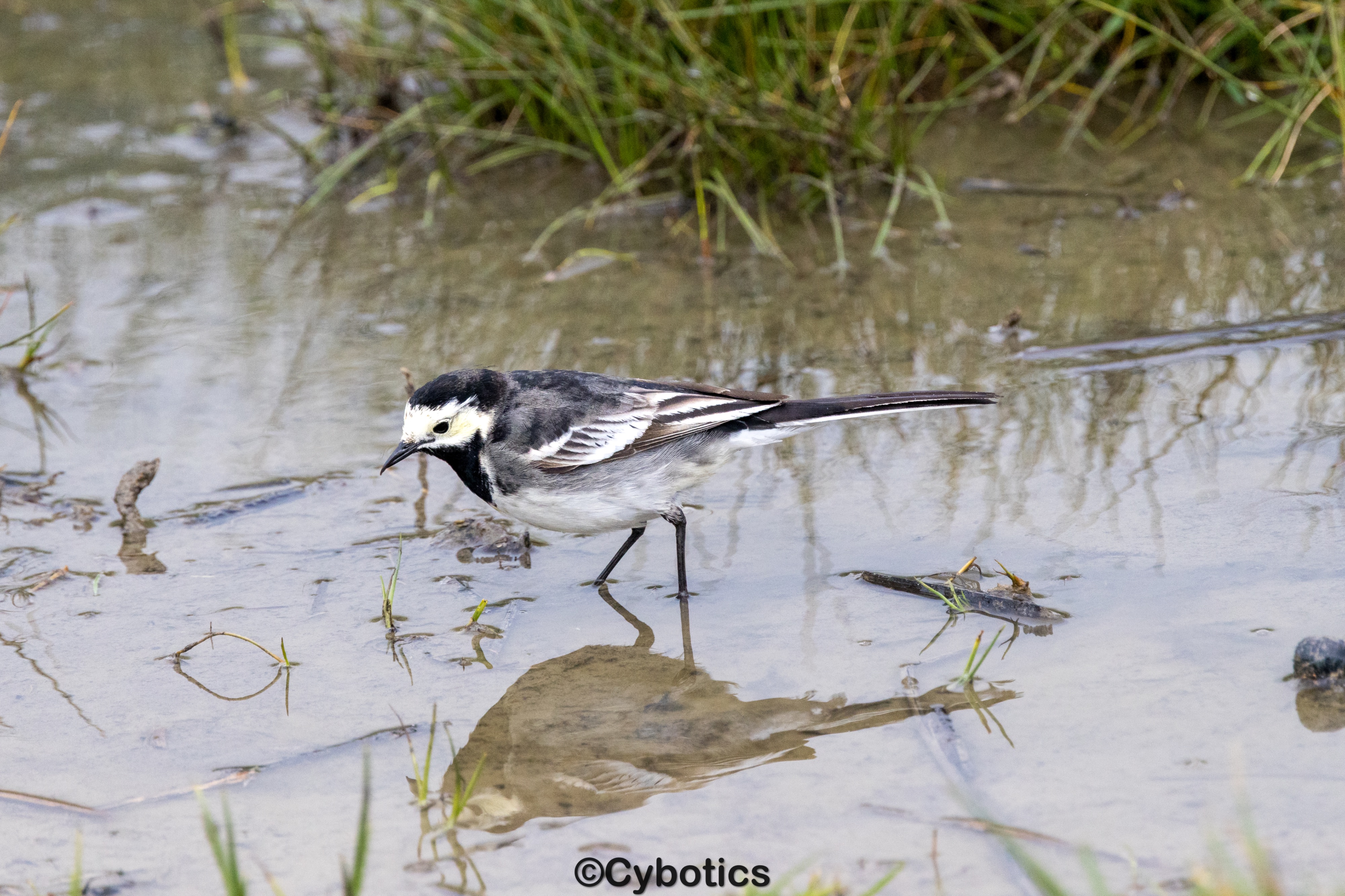 Pied wagtail