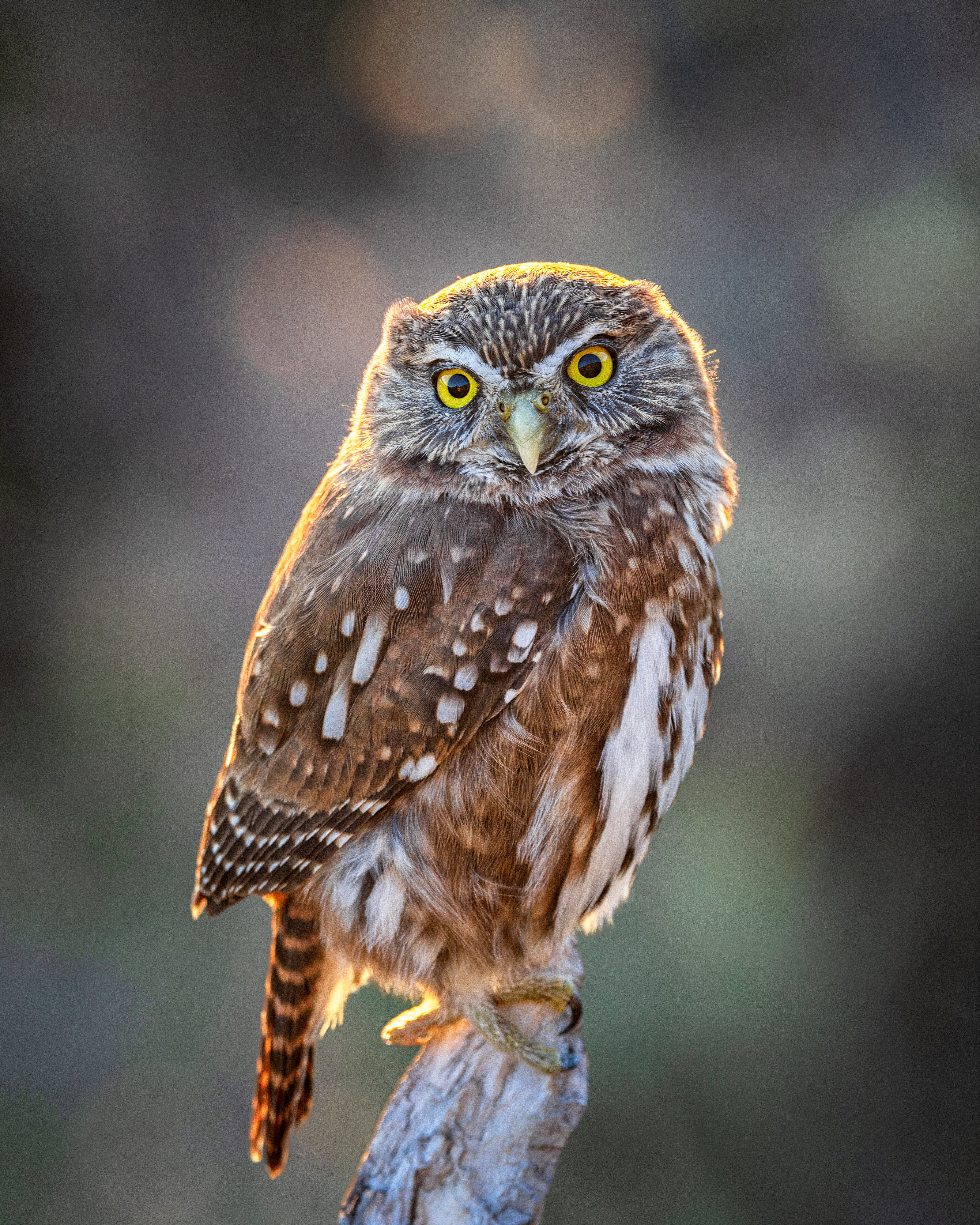 Pigmy owl.