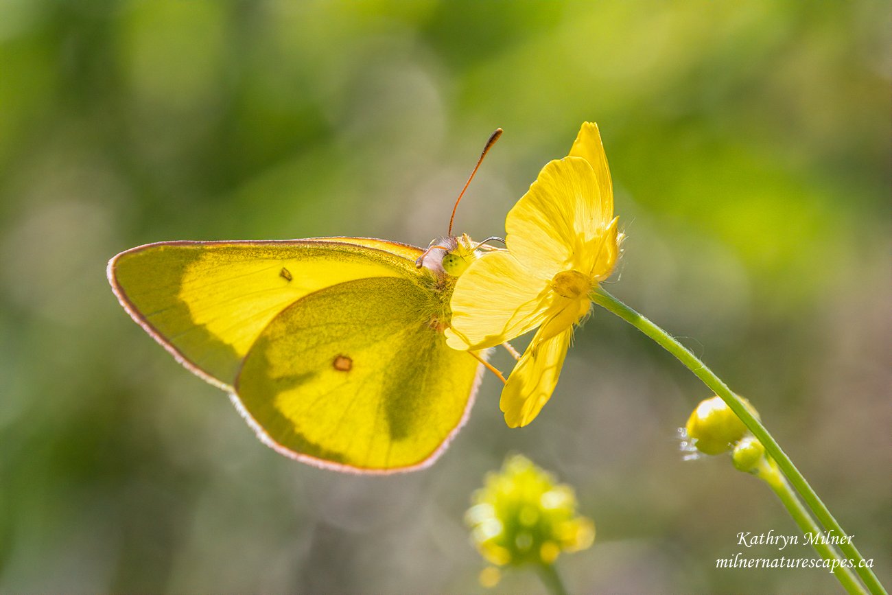 Pink-edged Sulphur.jpg