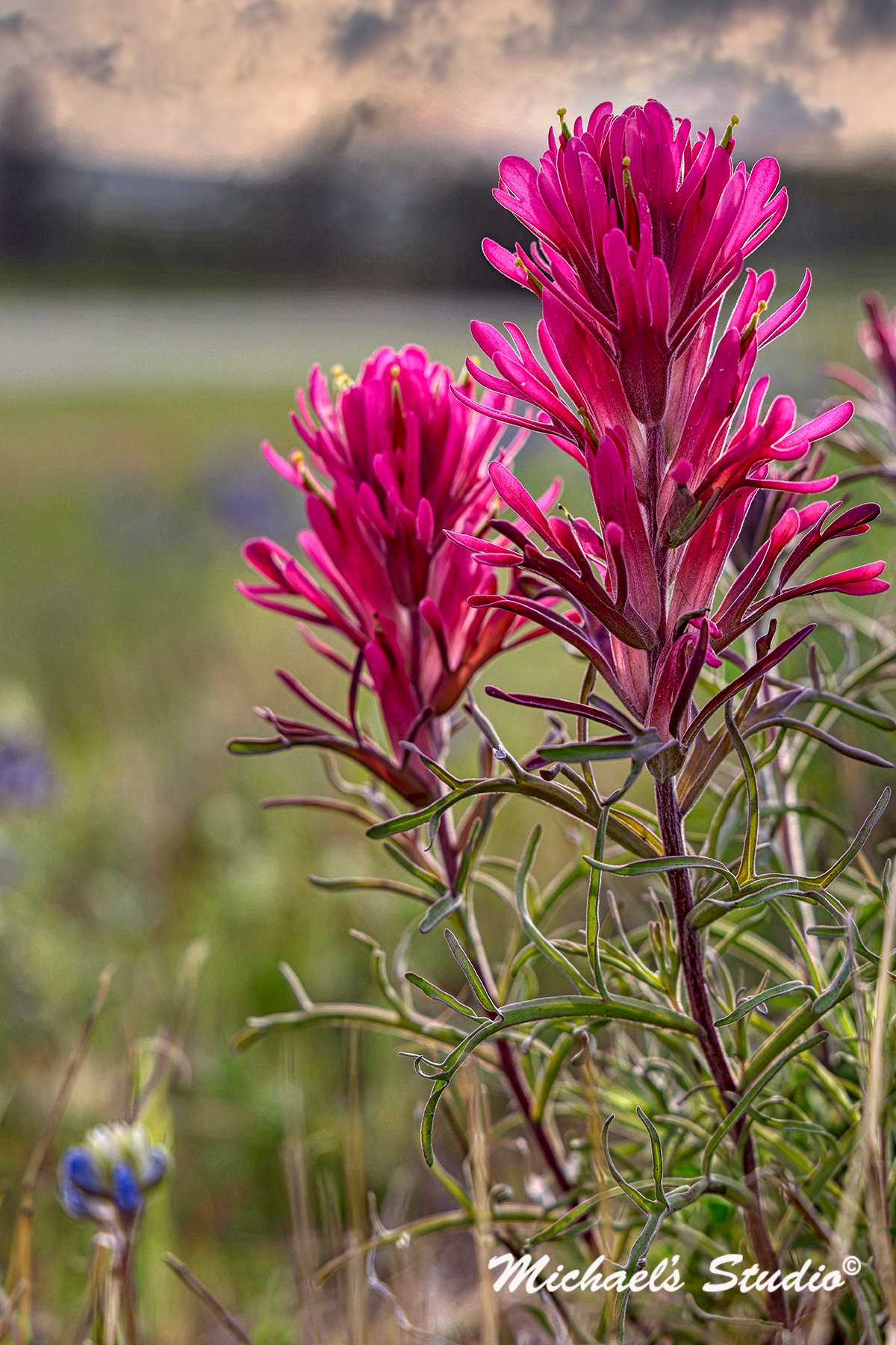 Pink Indian paint brush.jpg