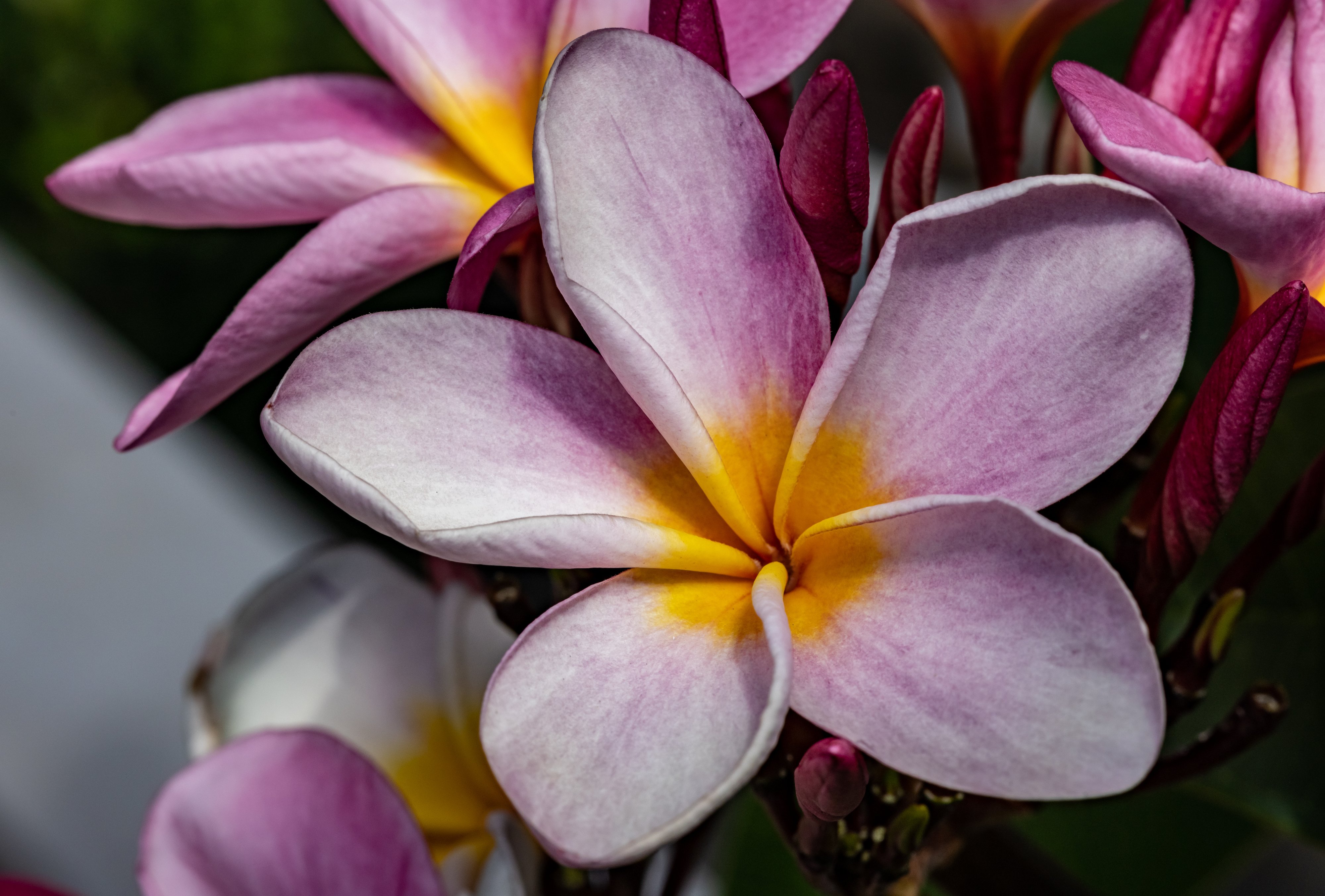 Pink Plumeria