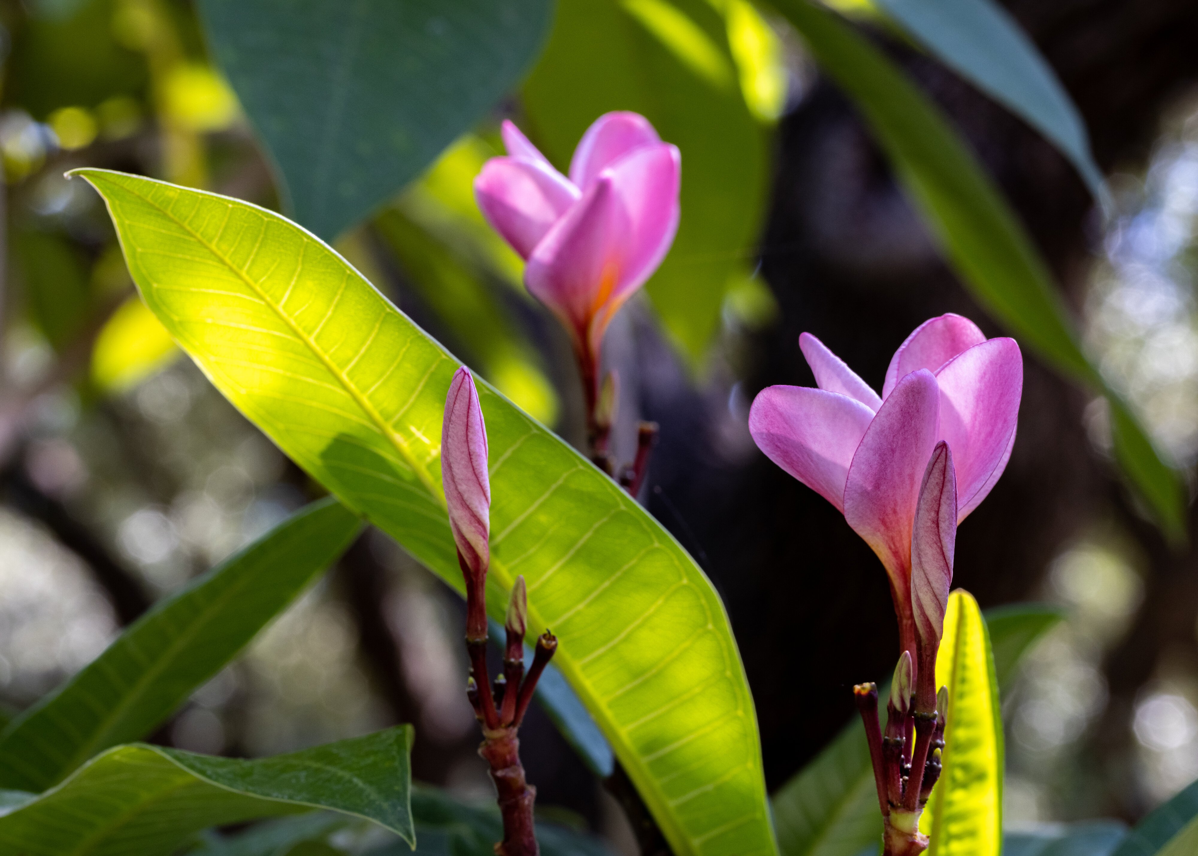 Pink Plumerias